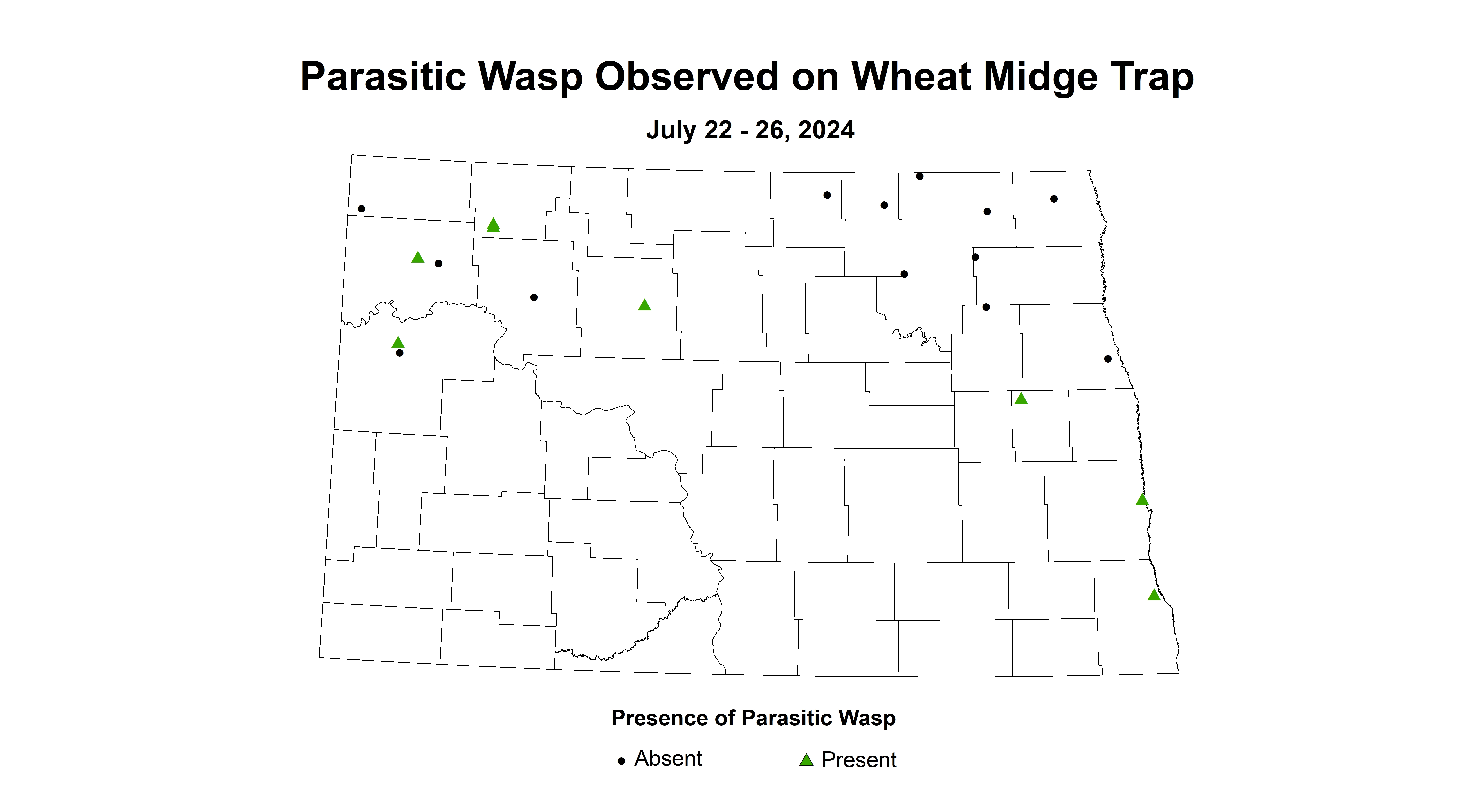 parasitic wasp wheat midge trap July 22-26 2024