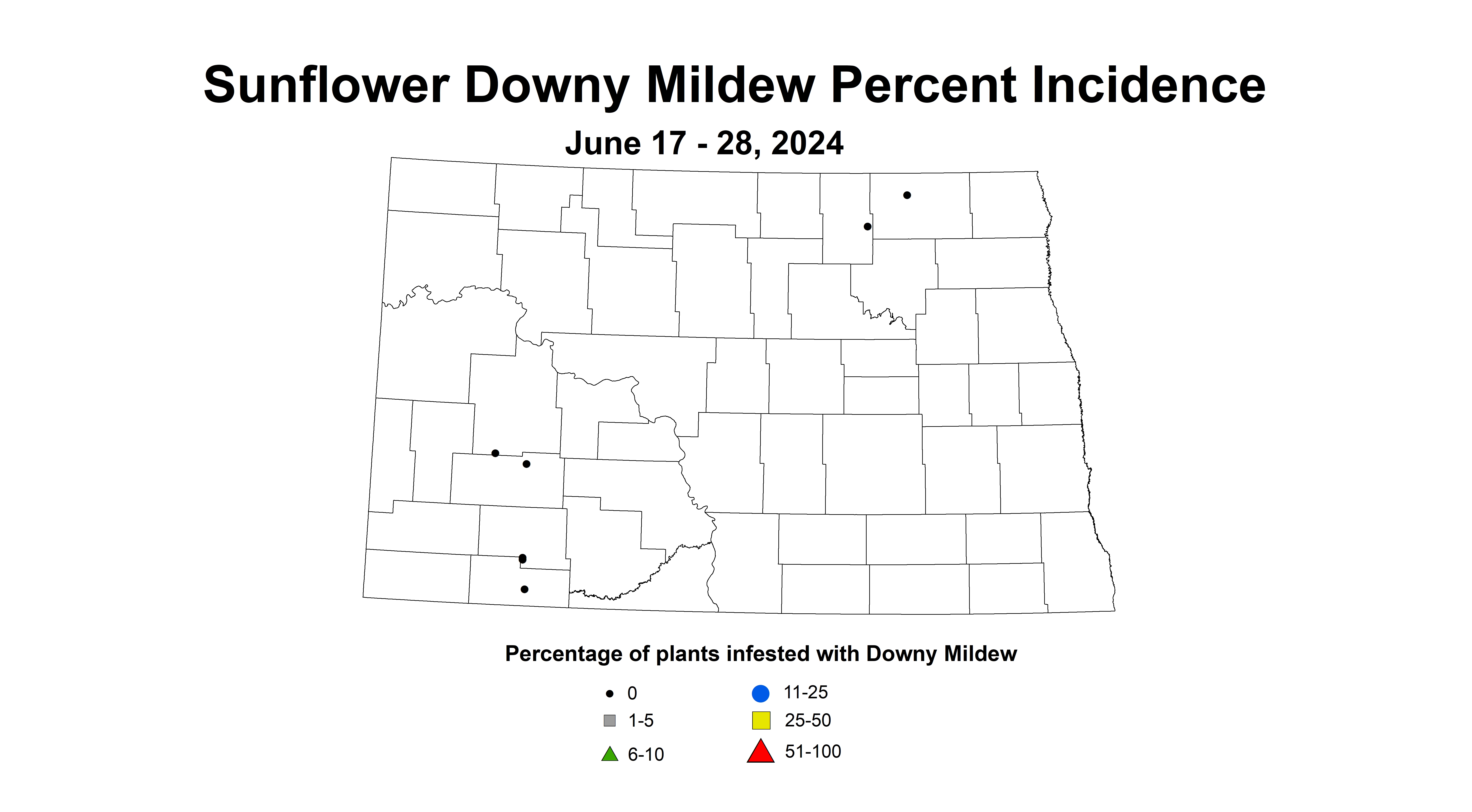 sunflower downy mildew incidence June17-28 2024