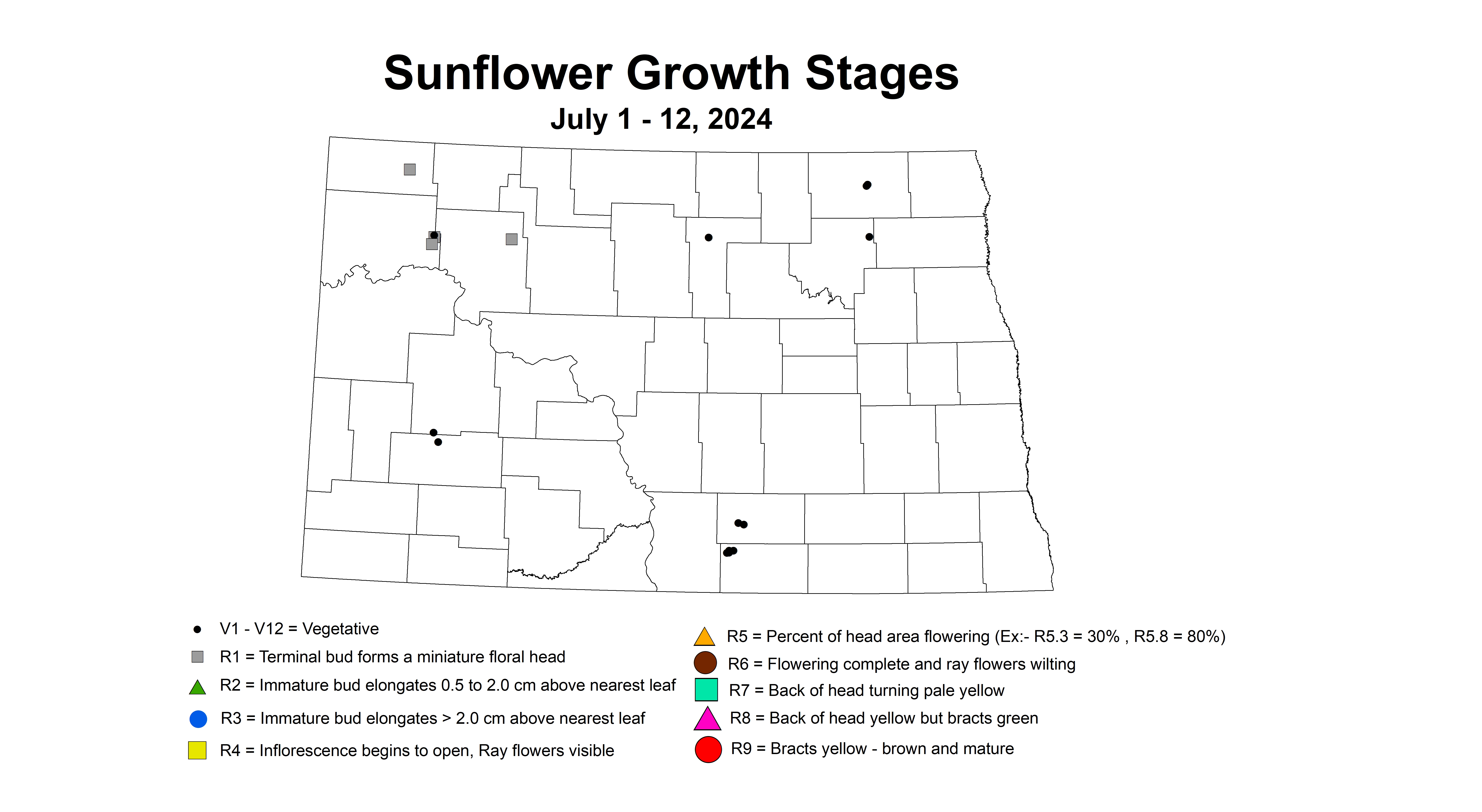 sunflower growth stages July 1 - 12 2024