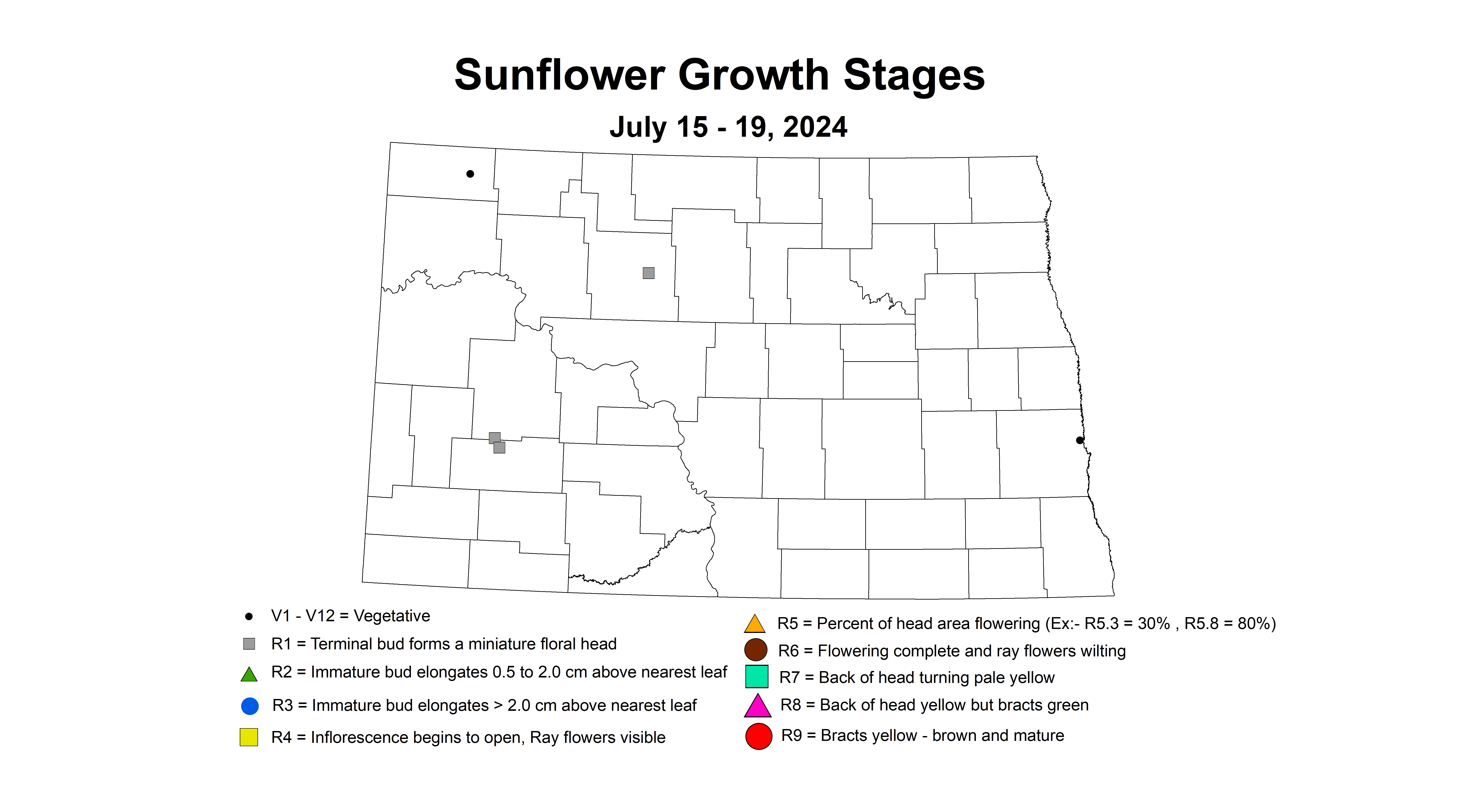 sunflower growth stages July 15 - 19 2024