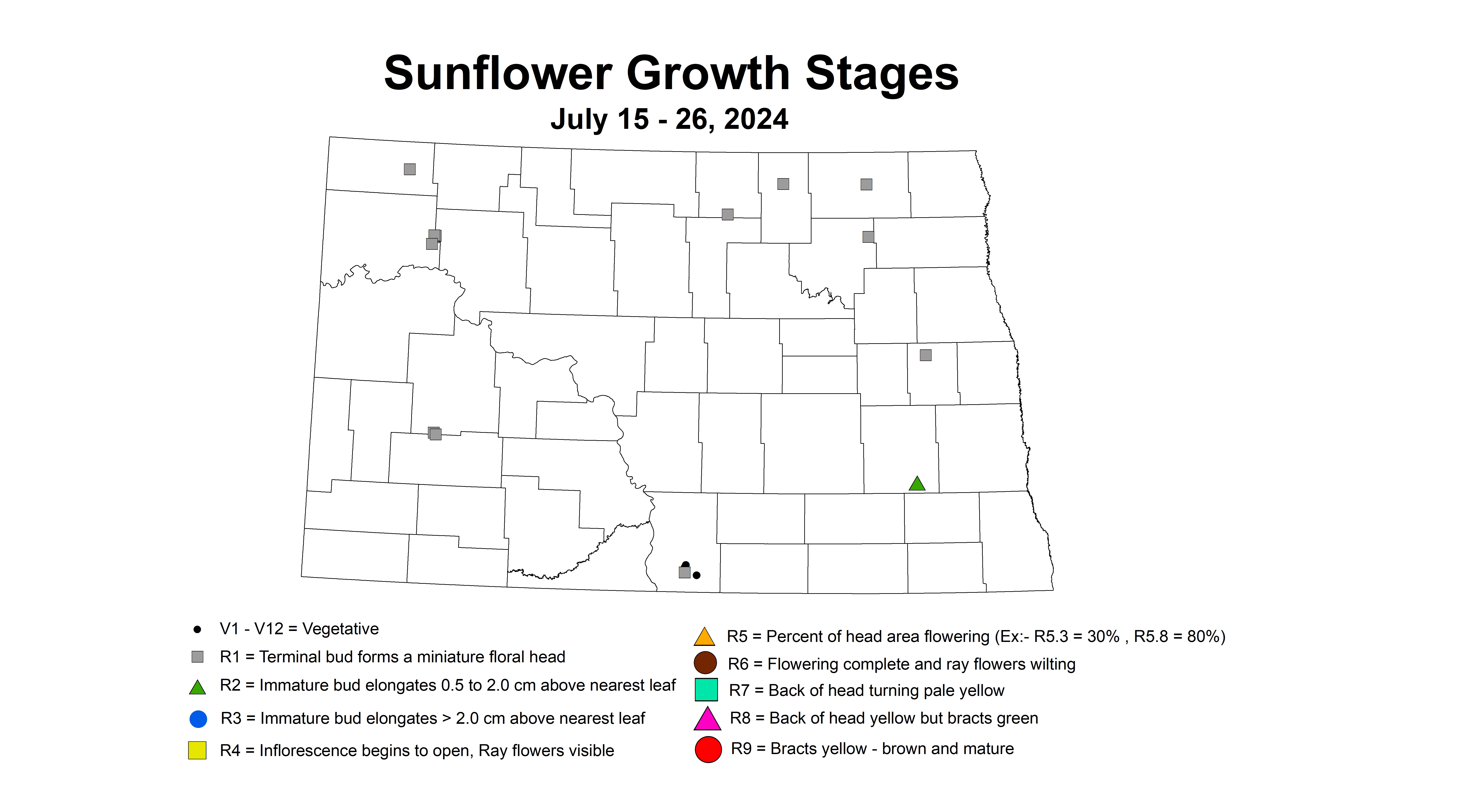 sunflower growth stages July 15 - 26 2024