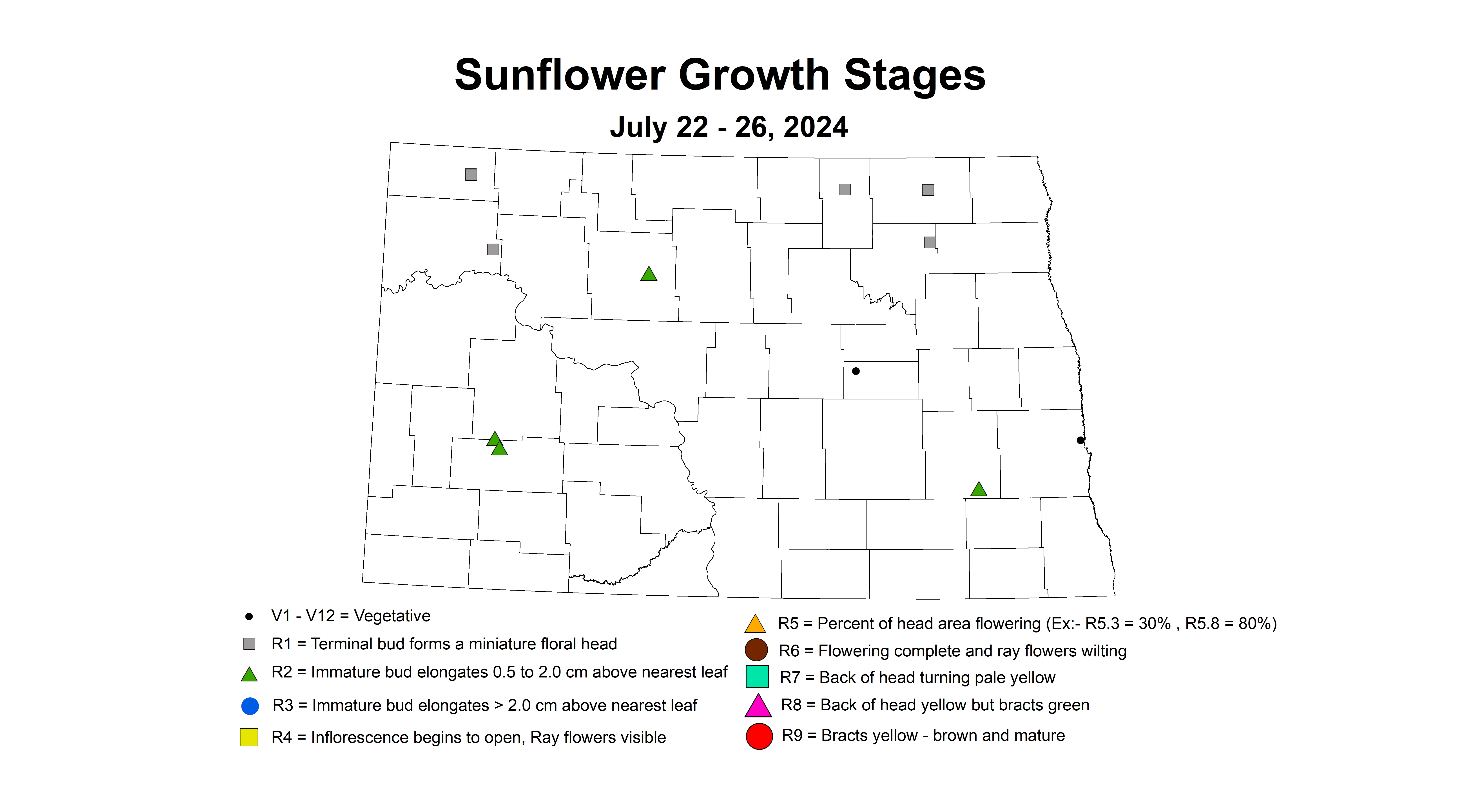 sunflower growth stages July 22 - 26 2024