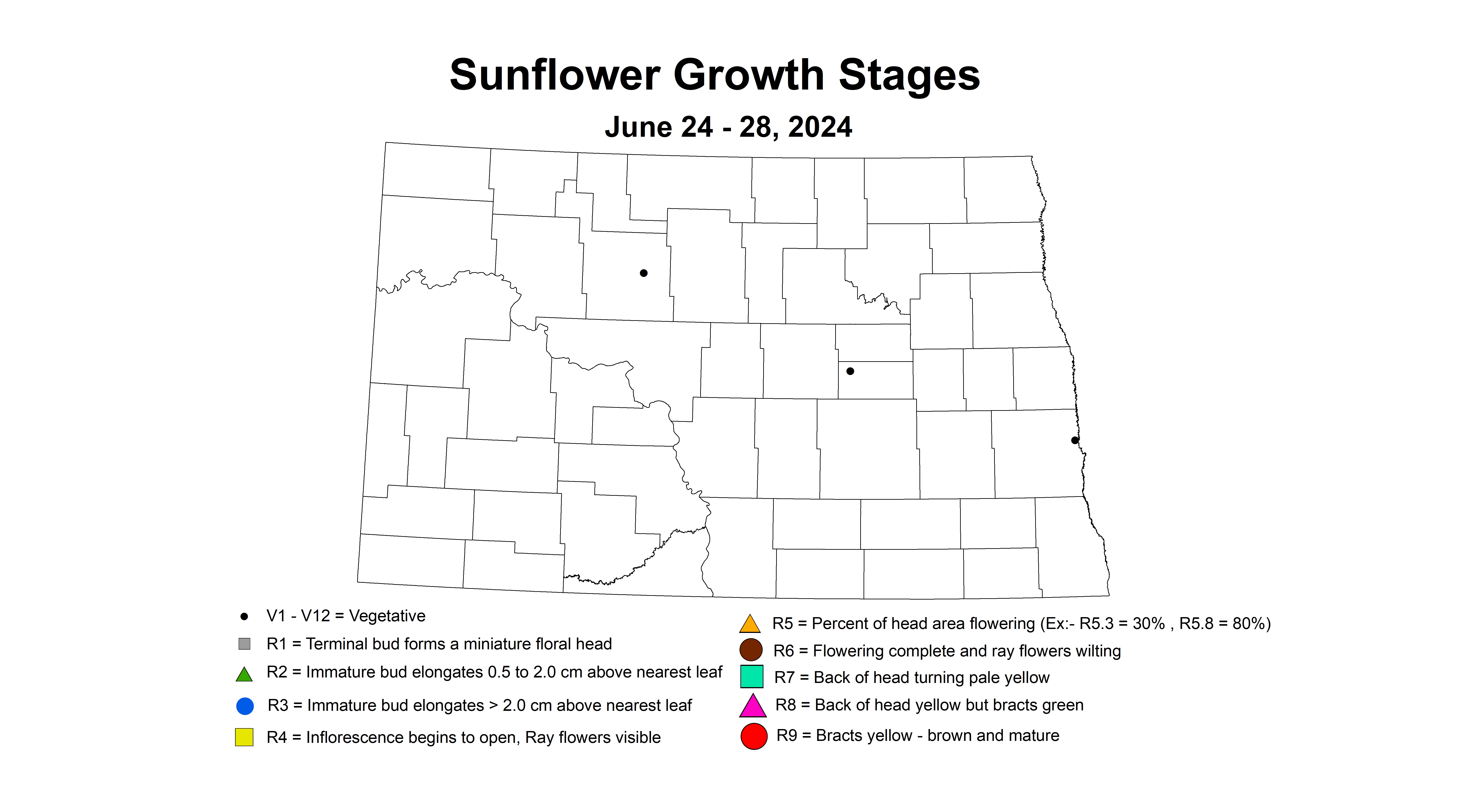 sunflower growth stages June 24-28 2023