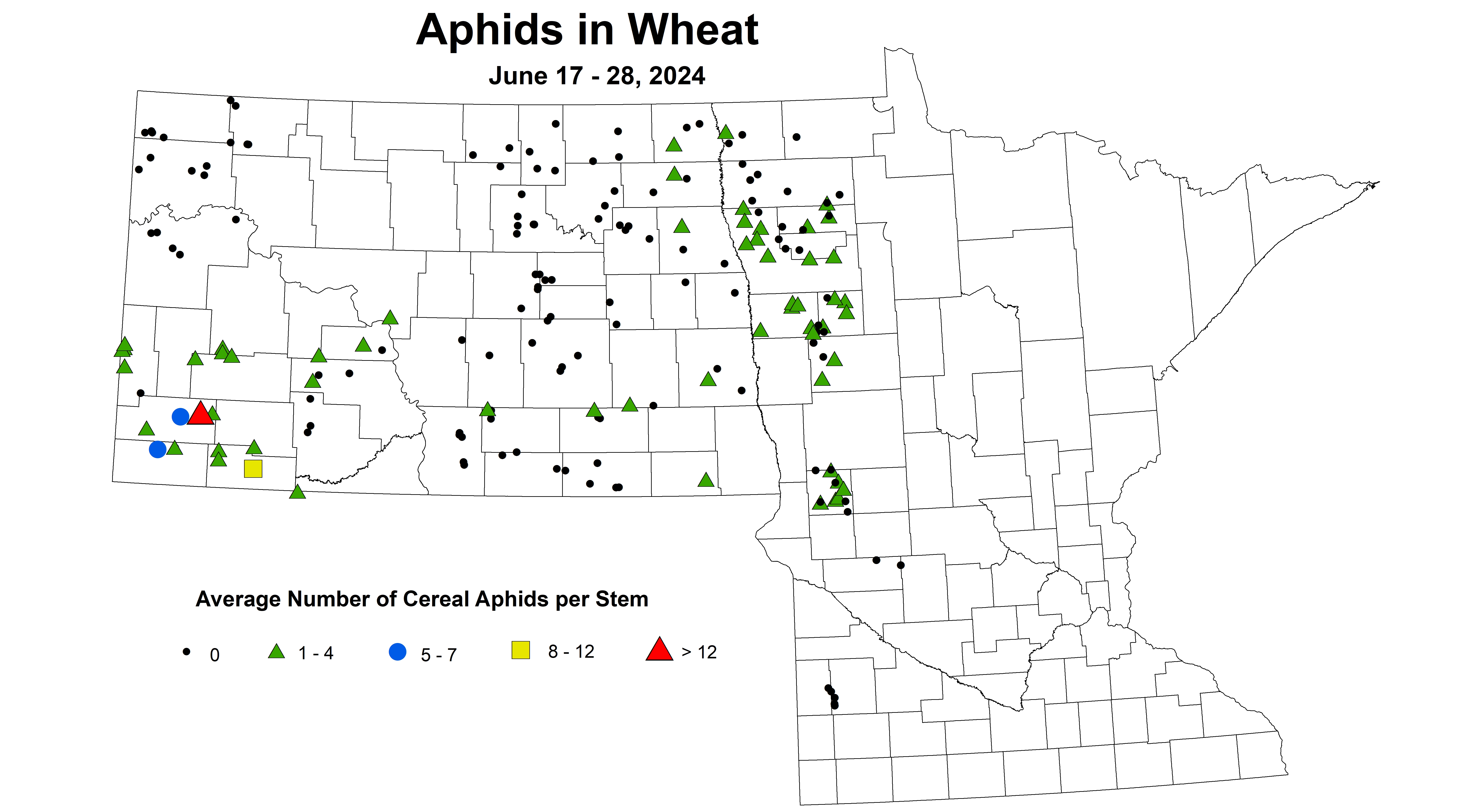 wheat aphids 2024 6.17-6.28