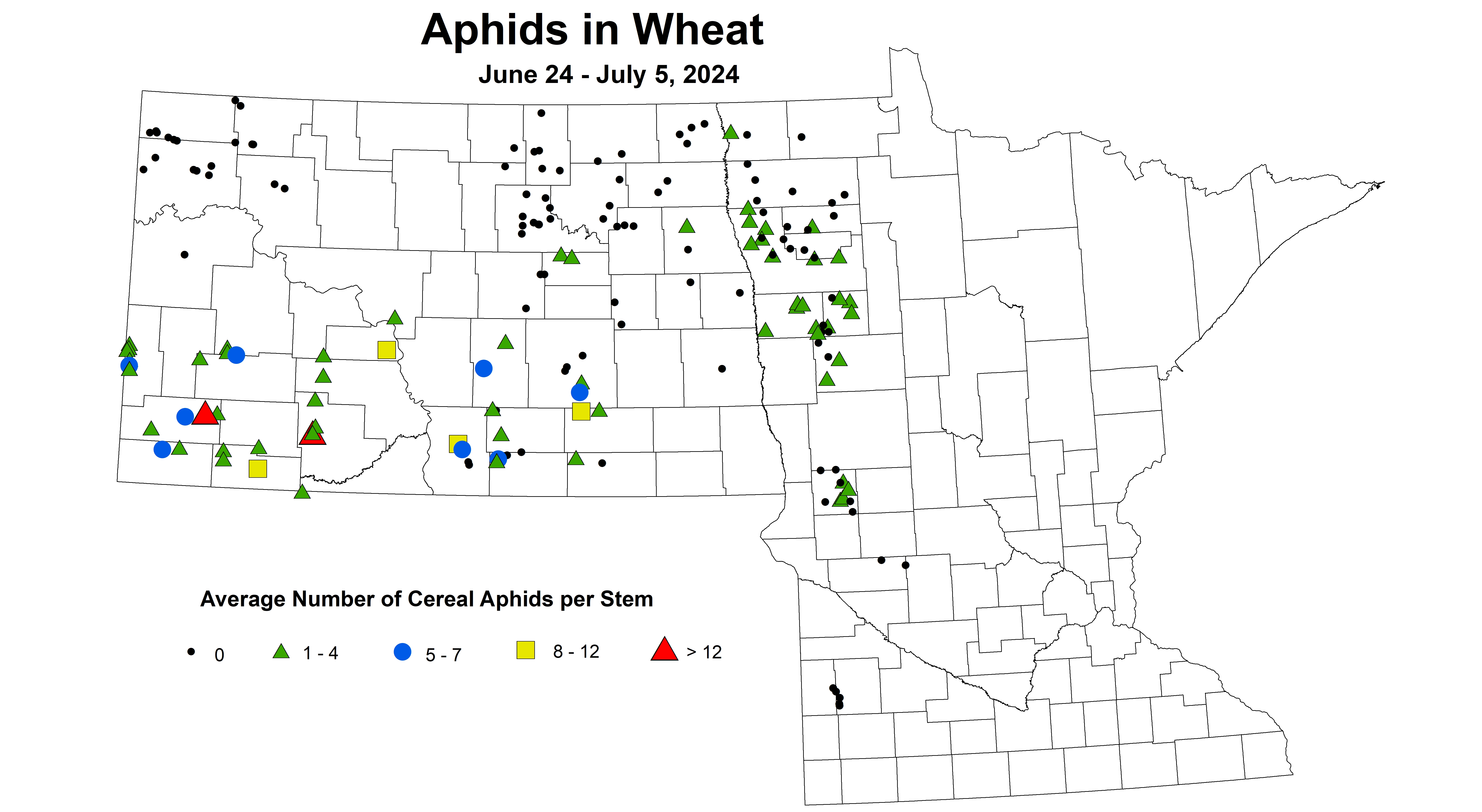 wheat aphids 2024 6.24-7.5