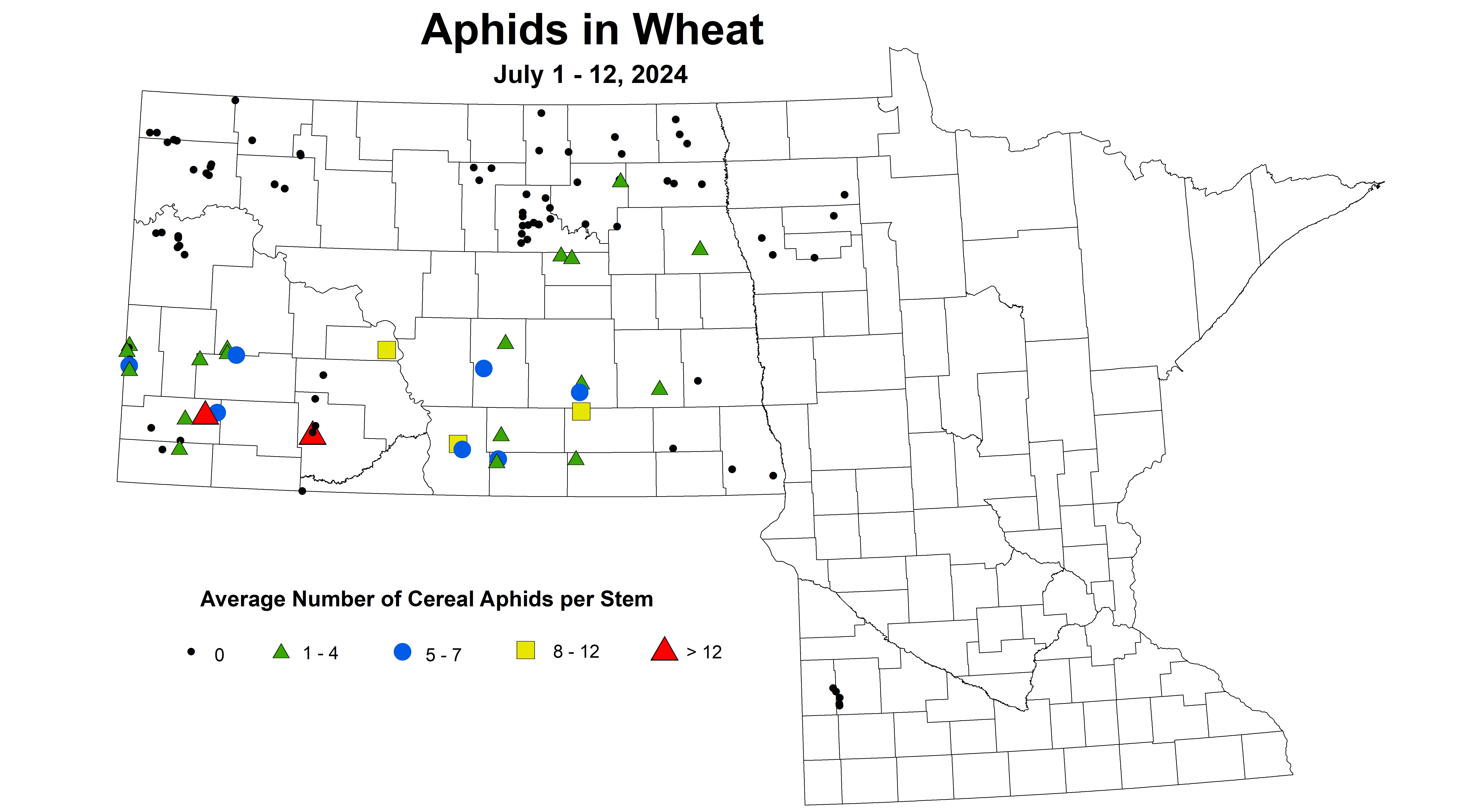wheat aphids 2024 7.1-7.12