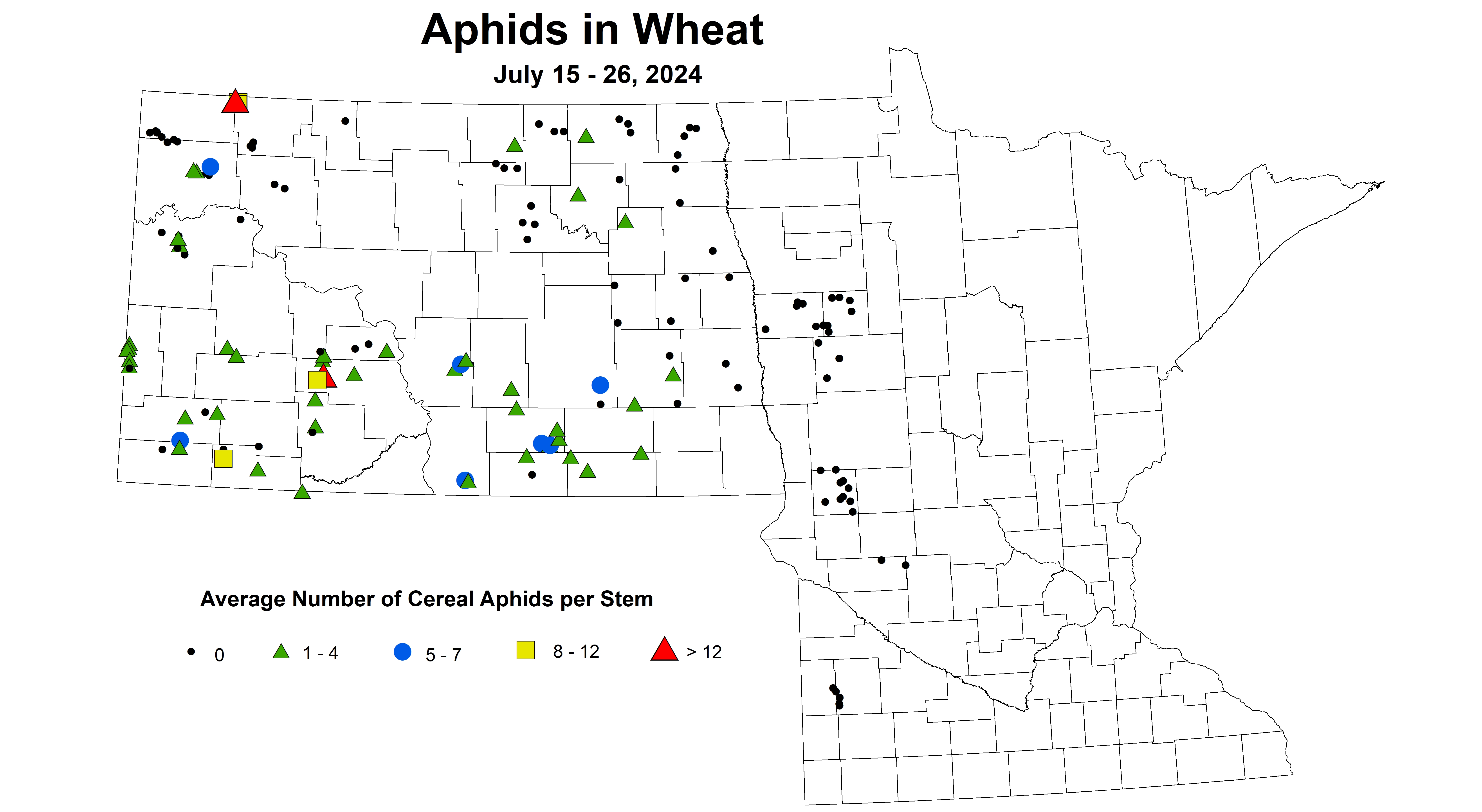 wheat aphids 7.15-7.26 2024