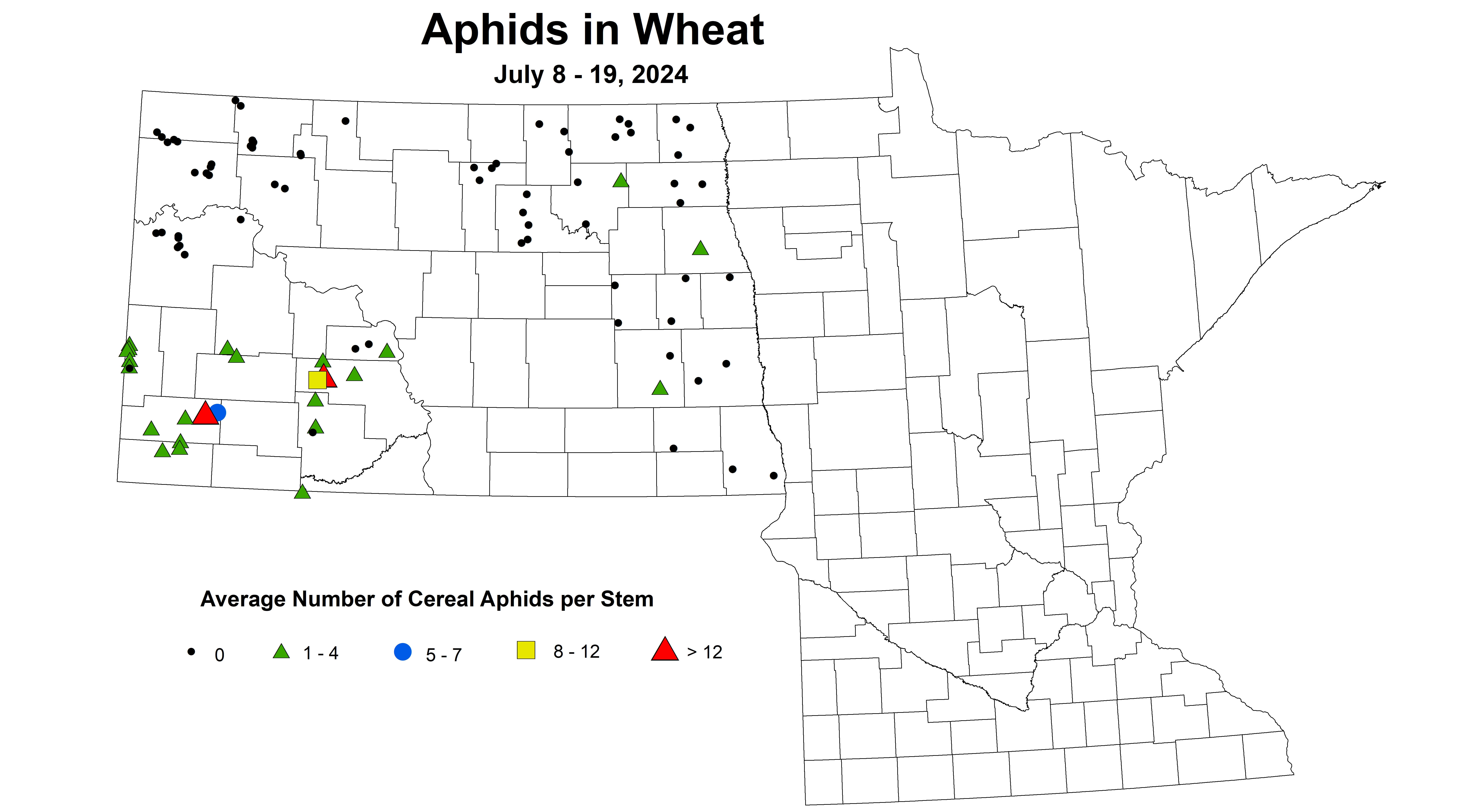 wheat aphids 7.8-7.19 2024