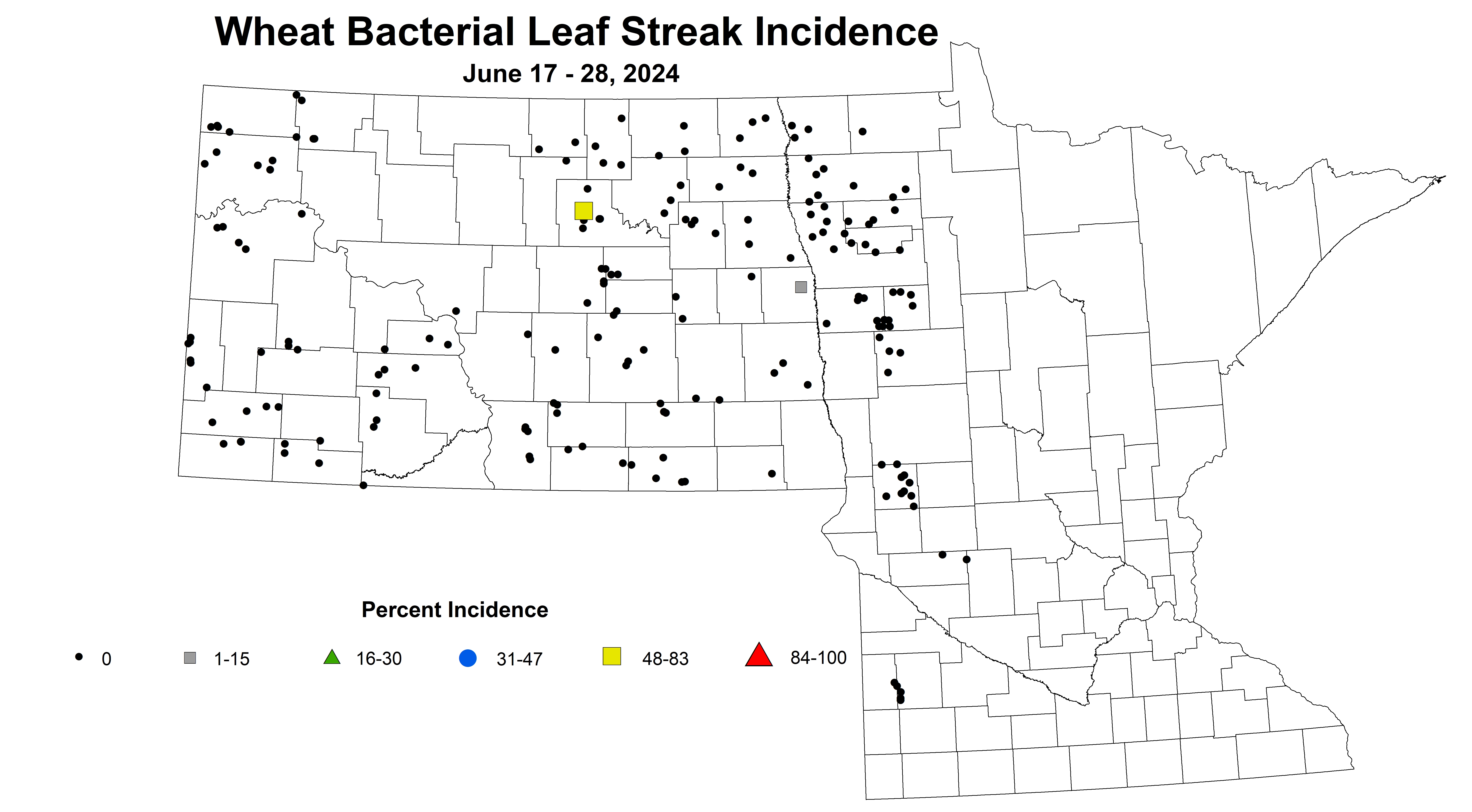 wheat bacterial leaf streak incidence 2024 6.17-6.28