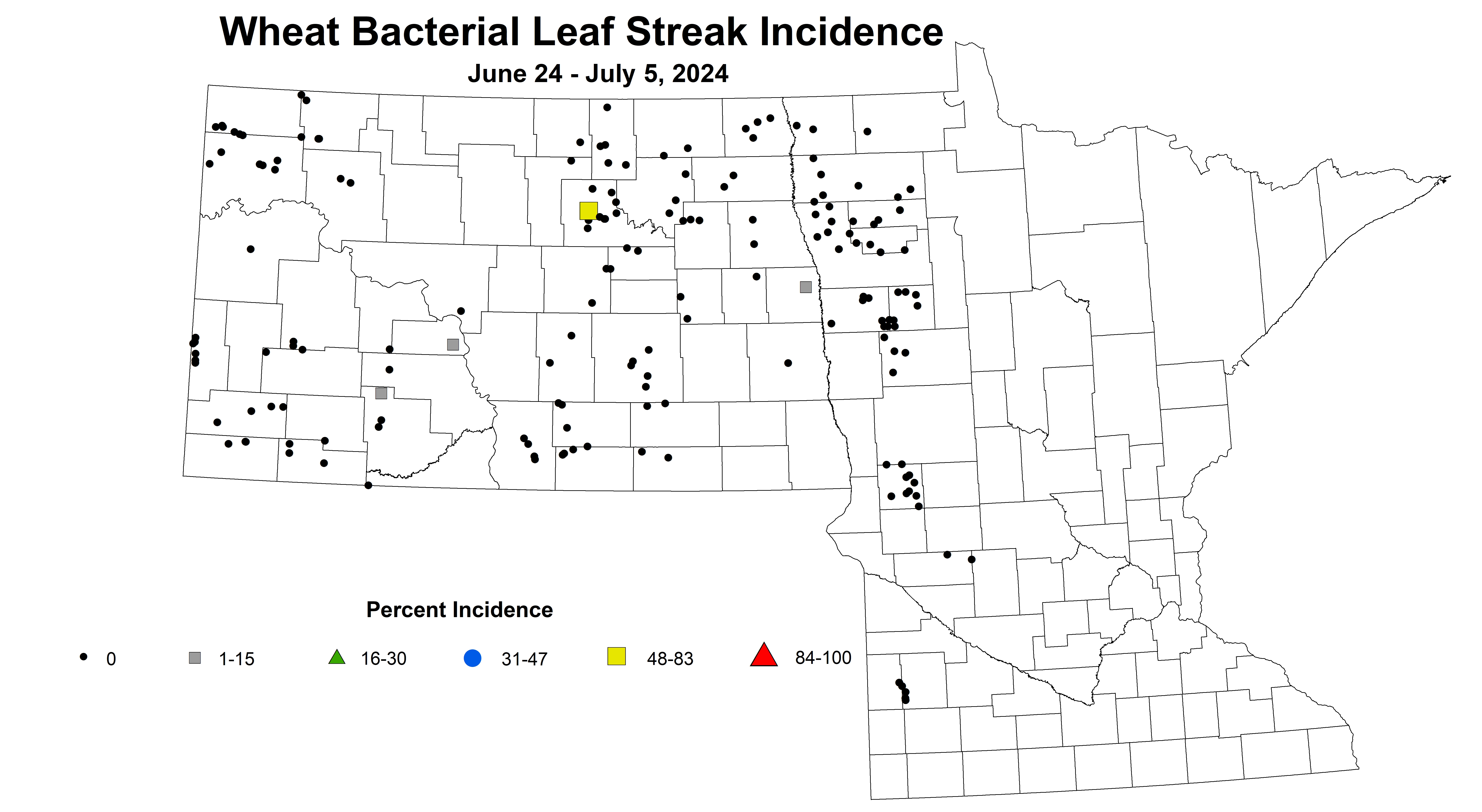 wheat bacterial leaf streak incidence 2024 6.24-7.5