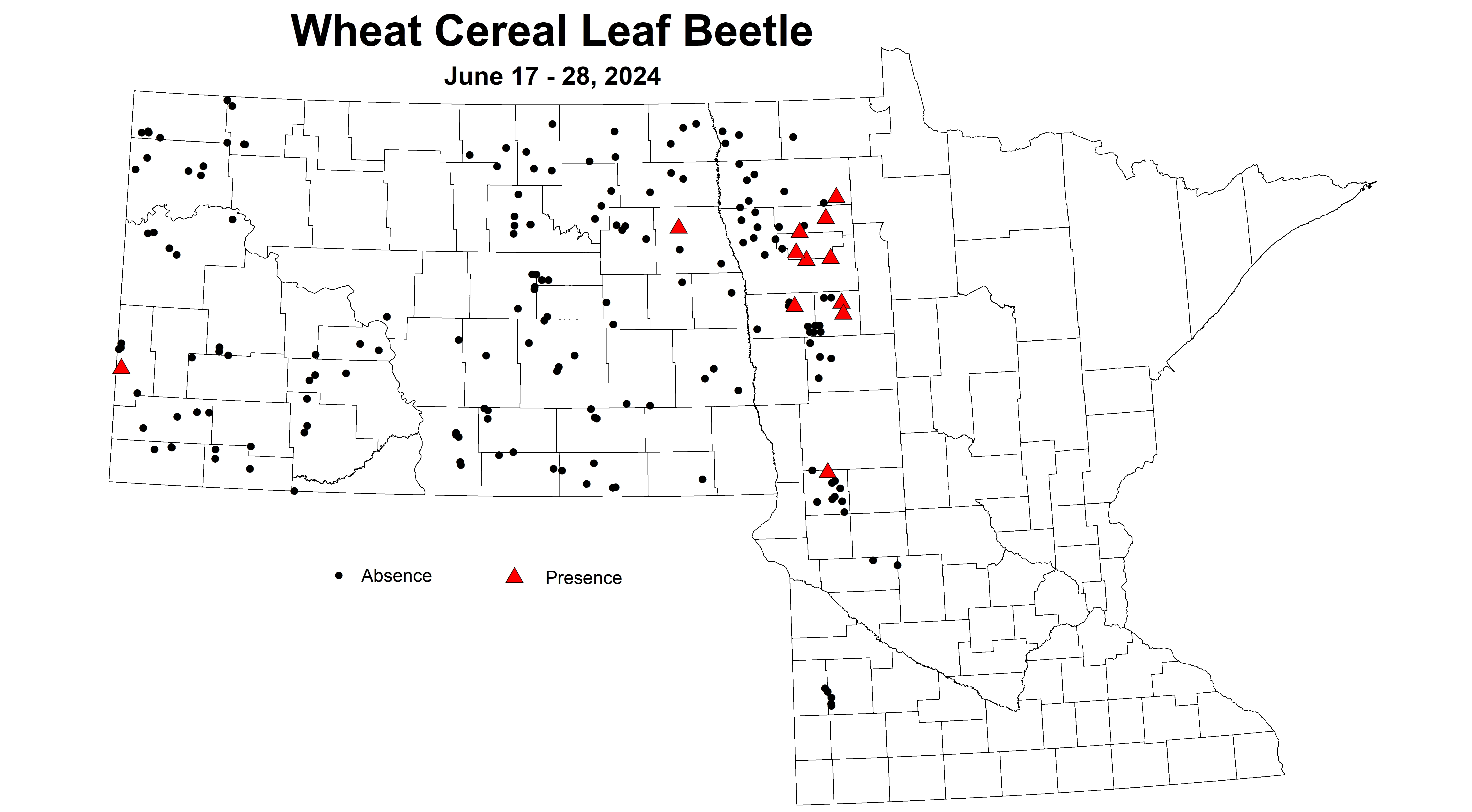 wheat cereal leaf beetle 2024 6.17-6.28
