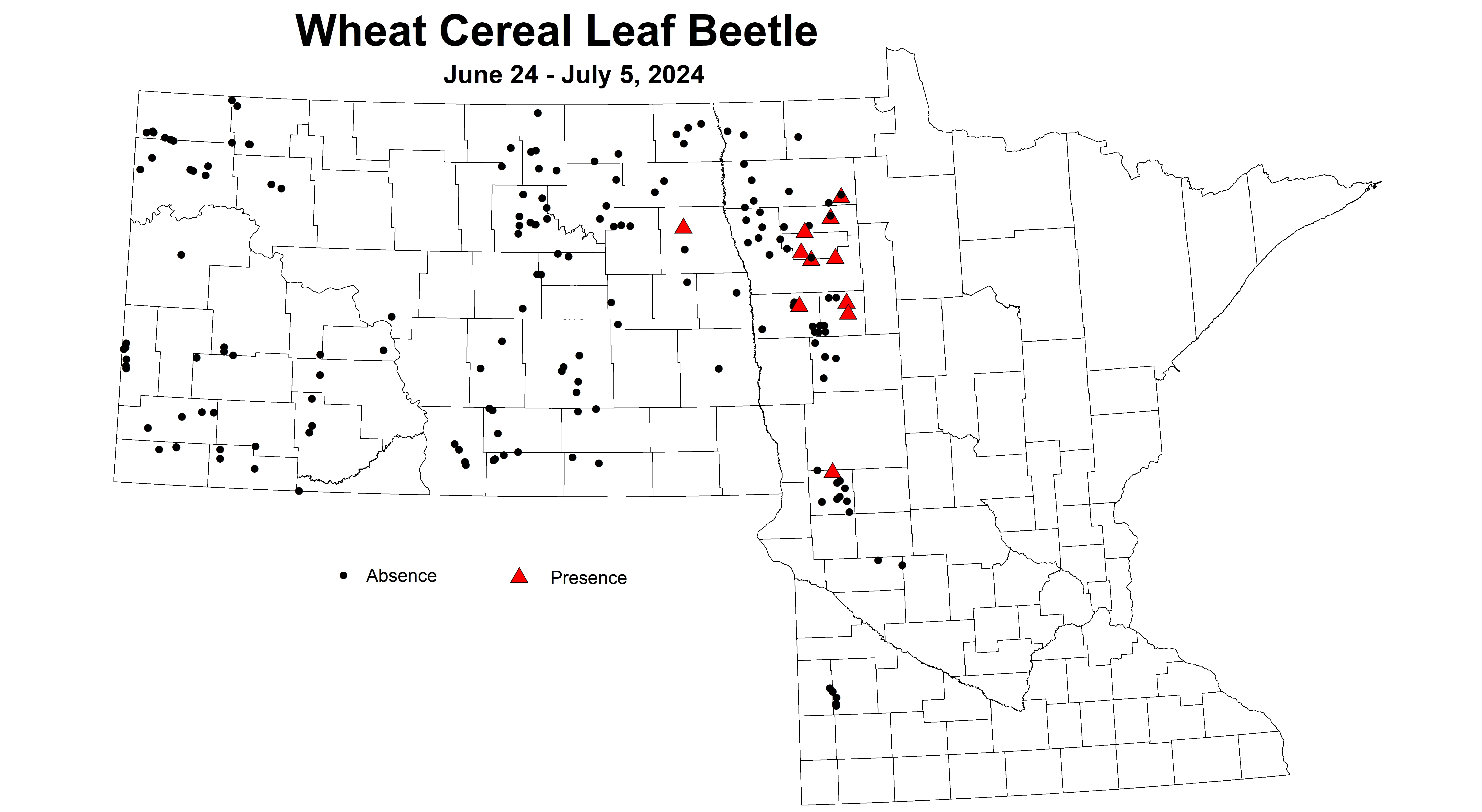 wheat cereal leaf beetle 2024 6.24-7.5