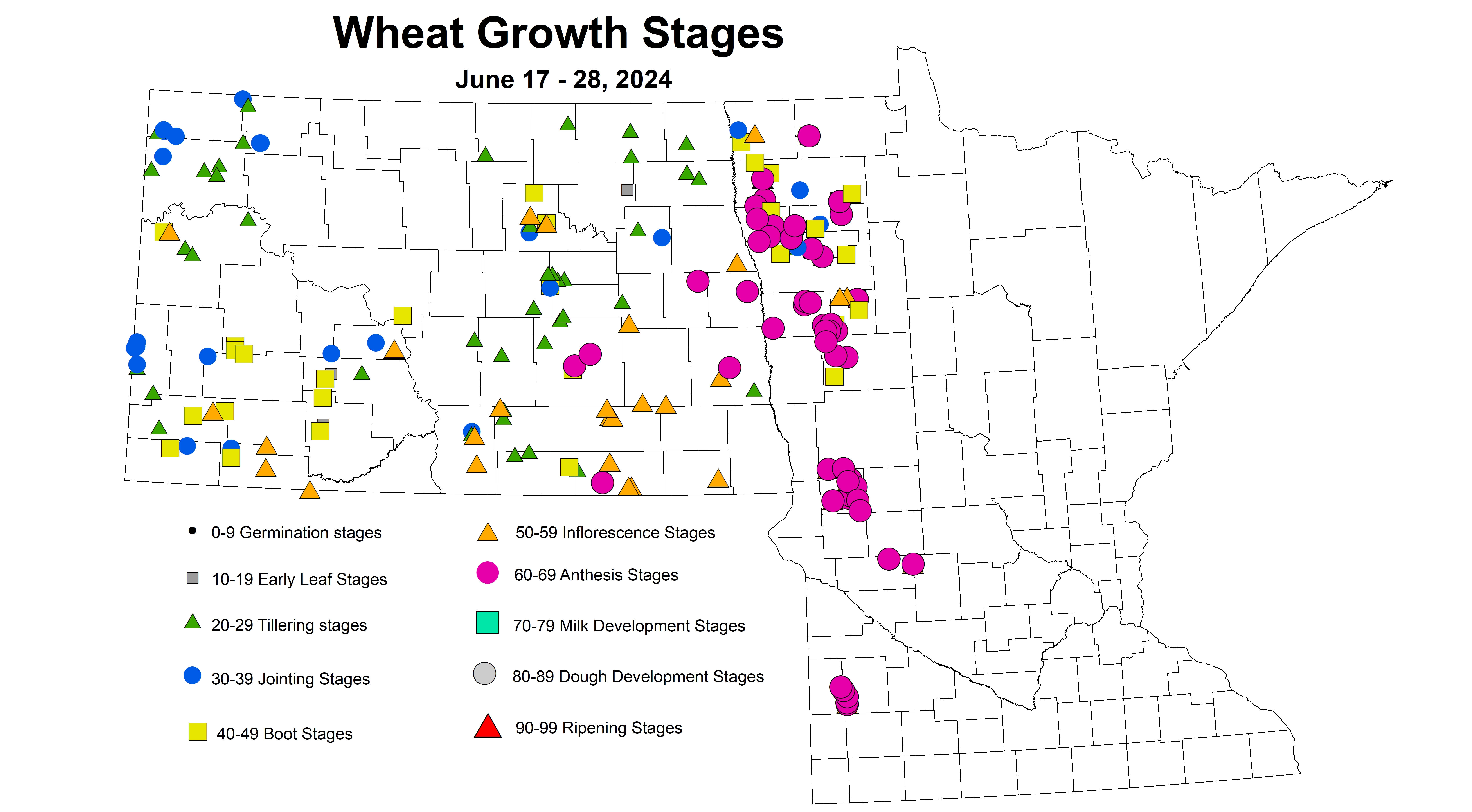 wheat growth stages 2024 6.17-6.28