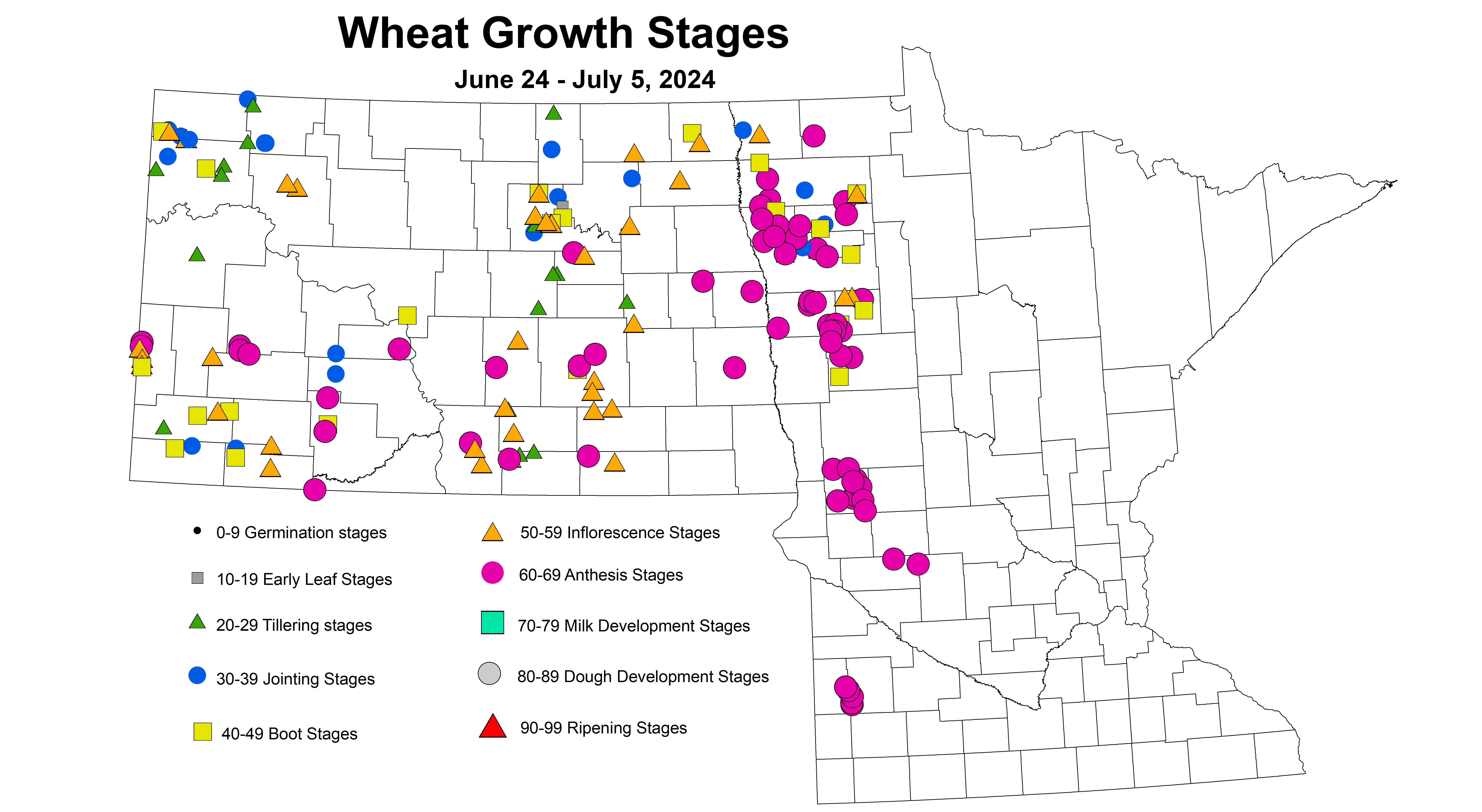 wheat growth stages 2024 6.24-7.5