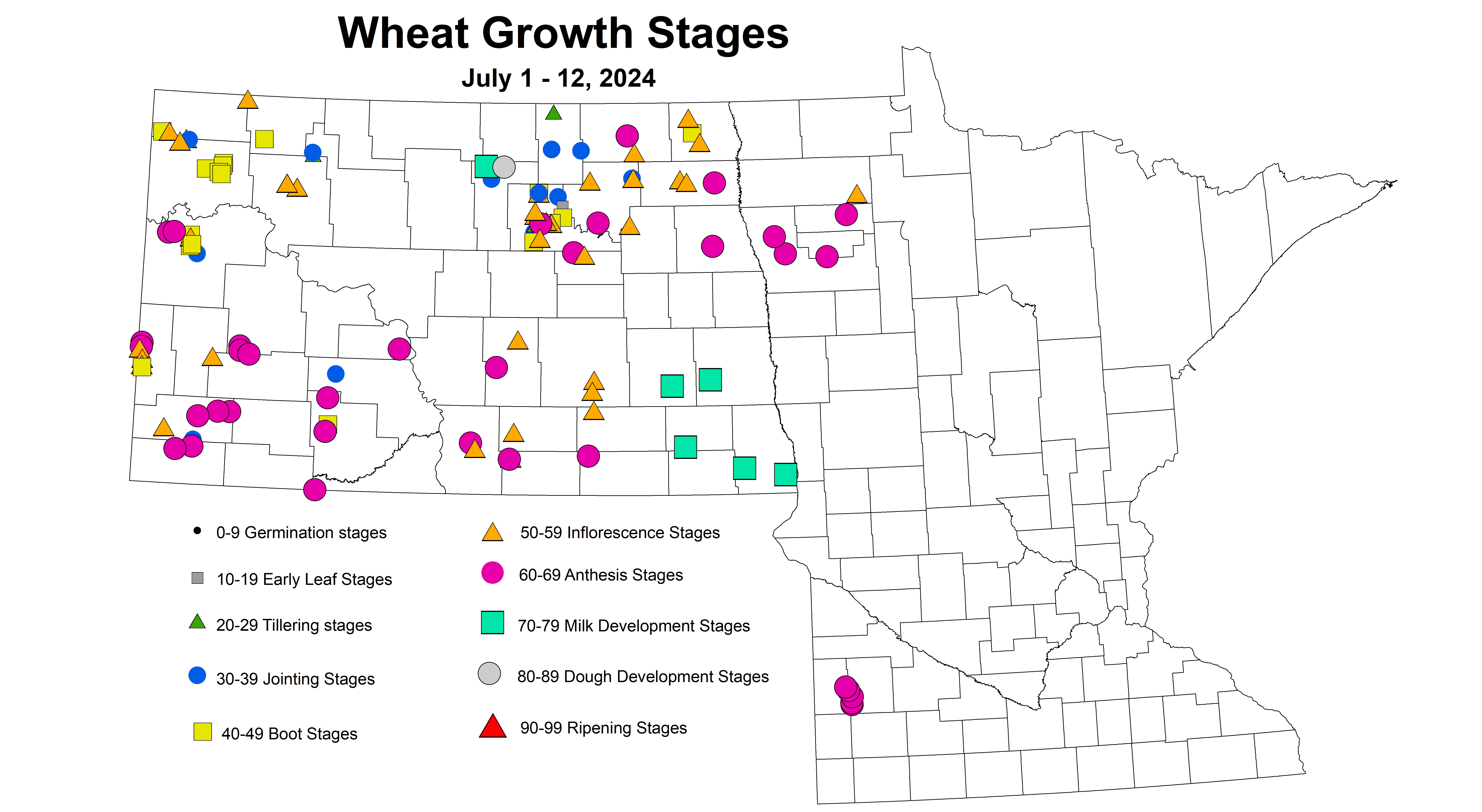 wheat growth stages 2024 7.1-7.12