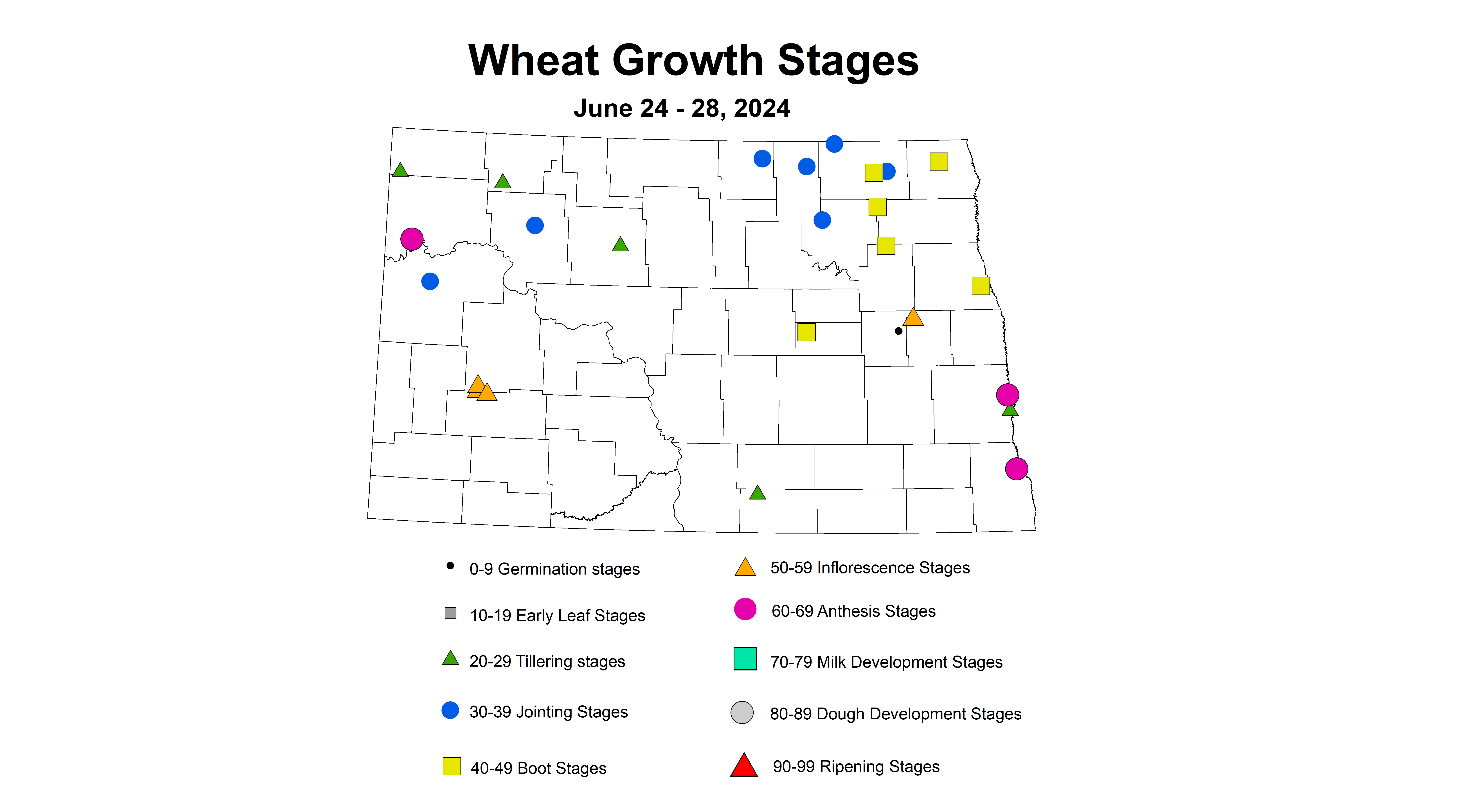 wheat growth stages 6.24-6.28 2024