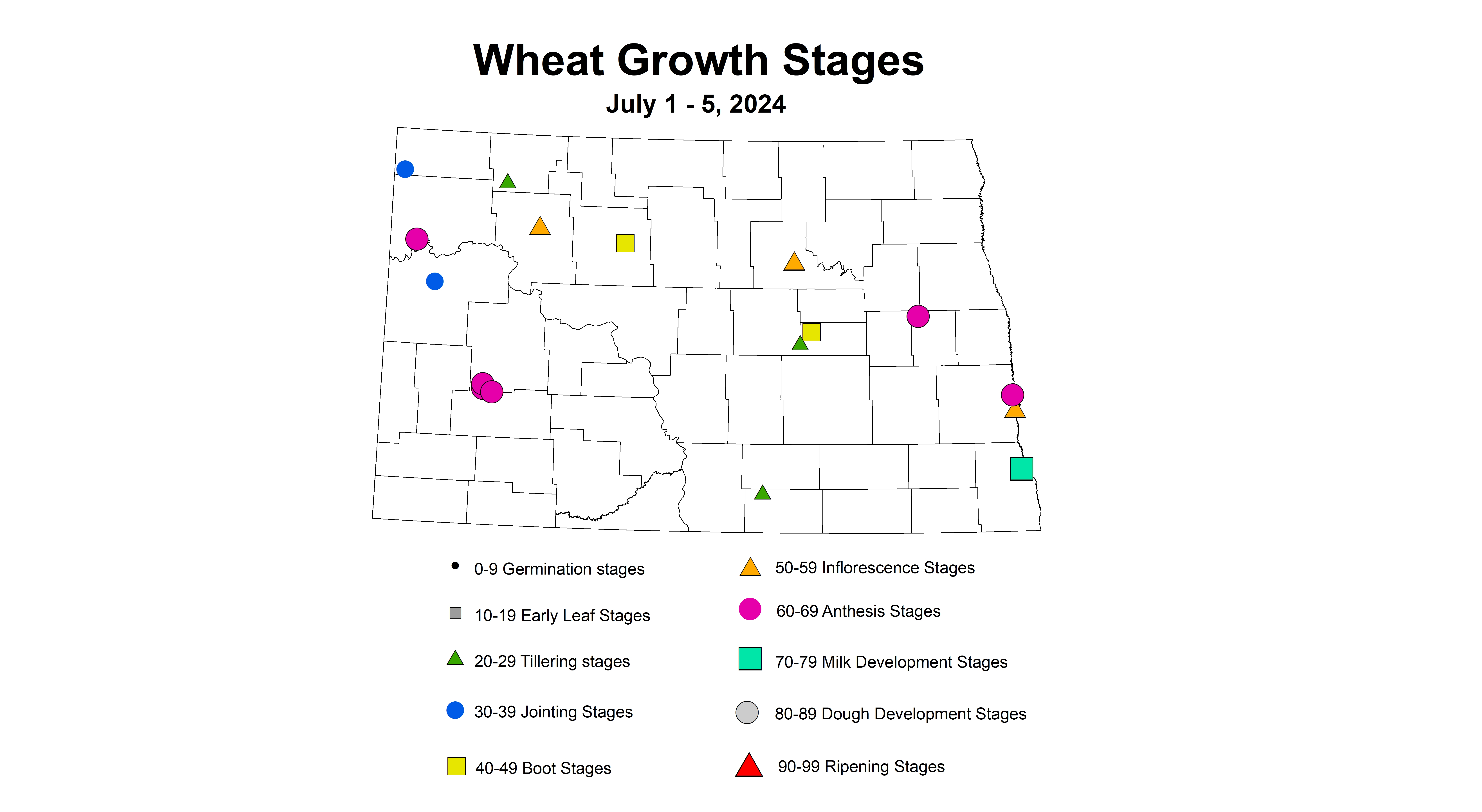 wheat growth stages 7.1-7.5 2024
