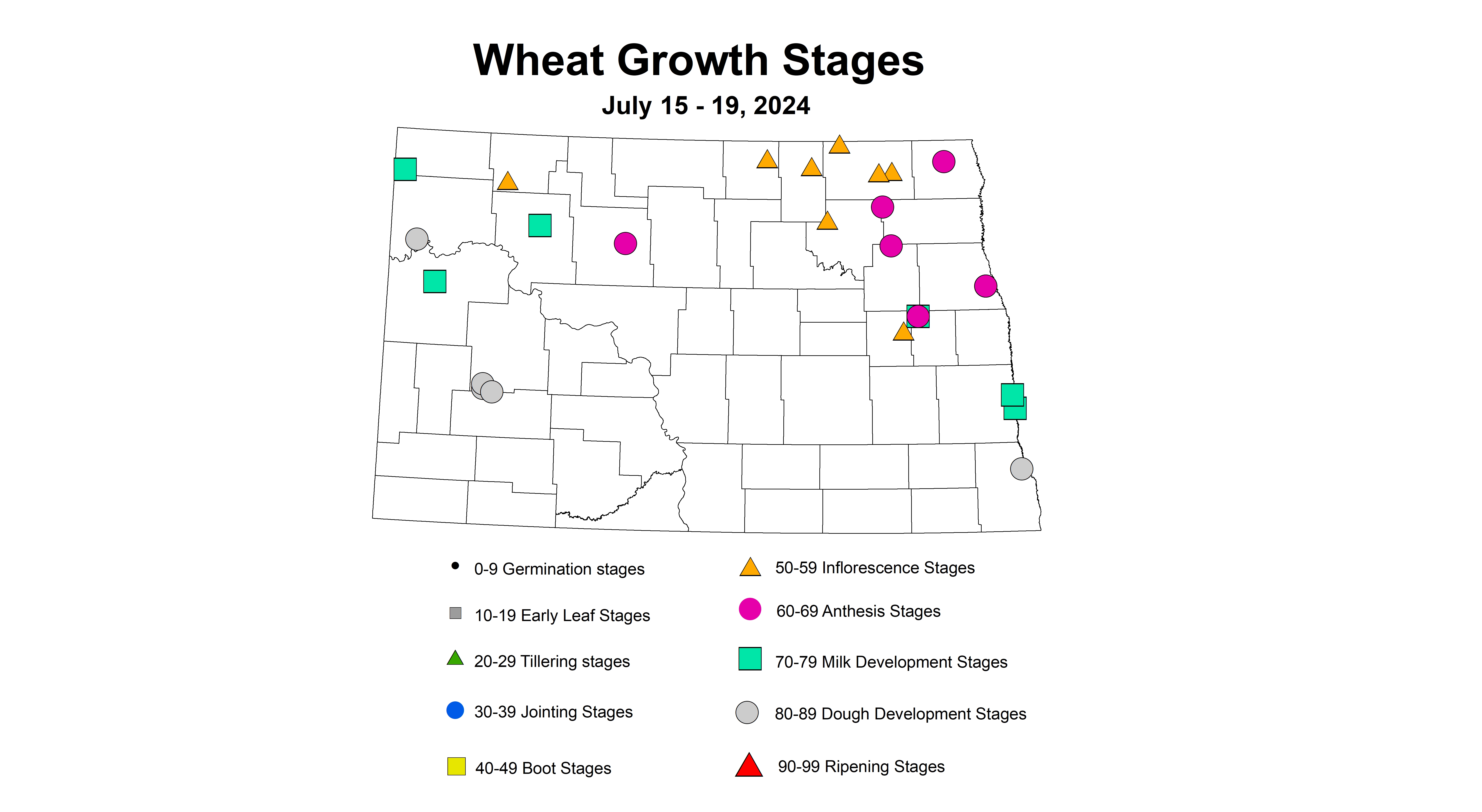 wheat growth stages 7.15-7.19 2024
