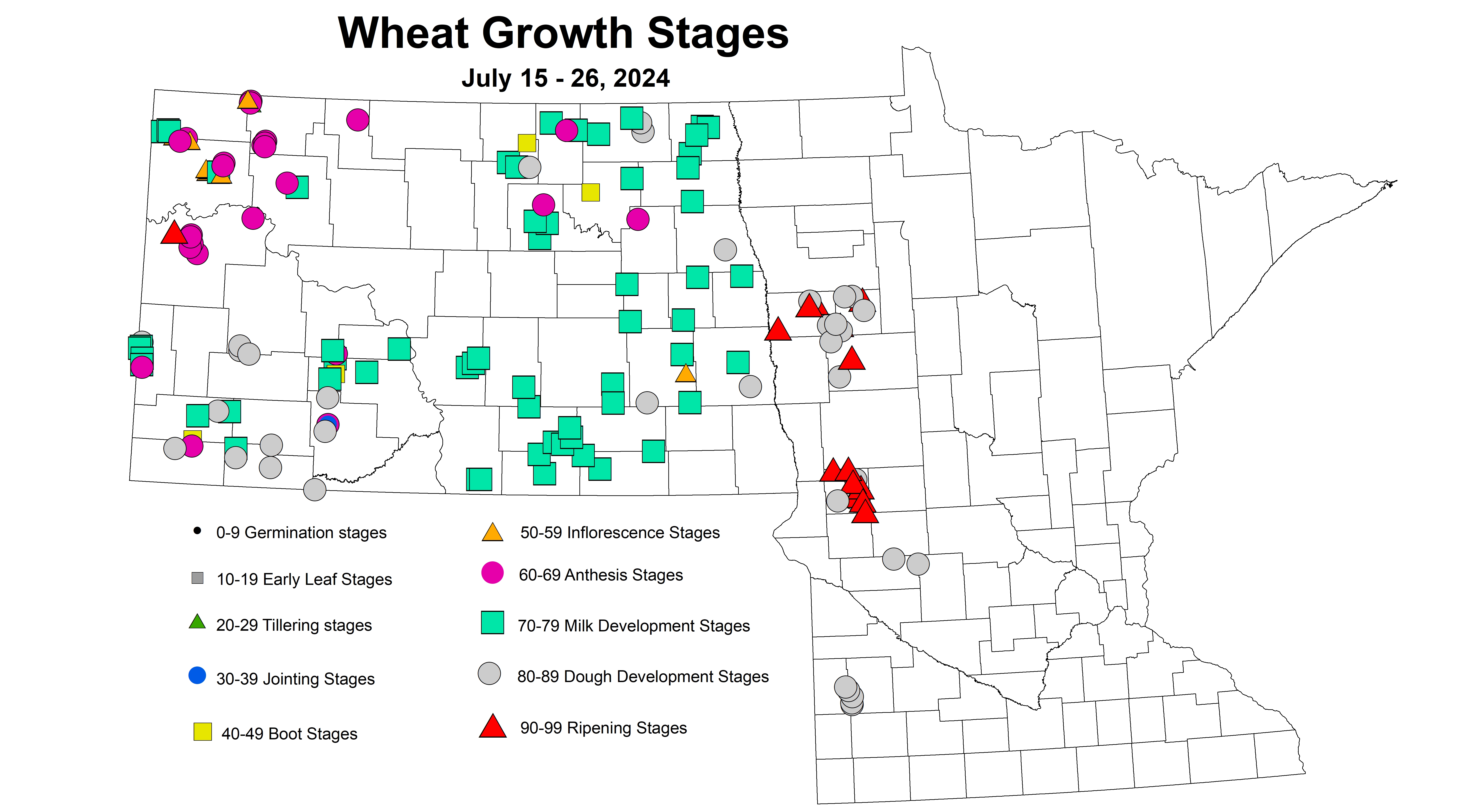 wheat growth stages 7.15-7.26 2024