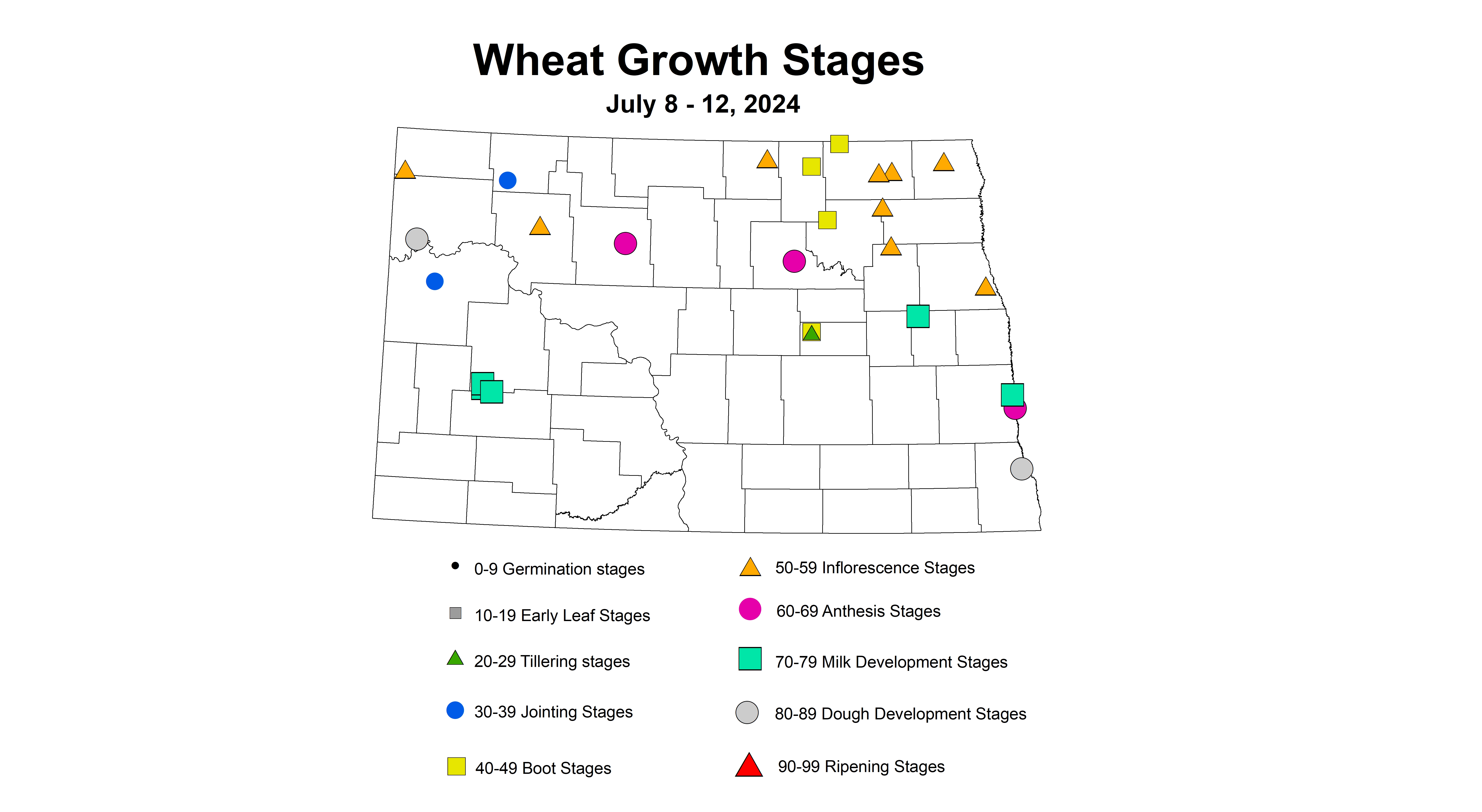 wheat growth stages 7.8-7.12 2024