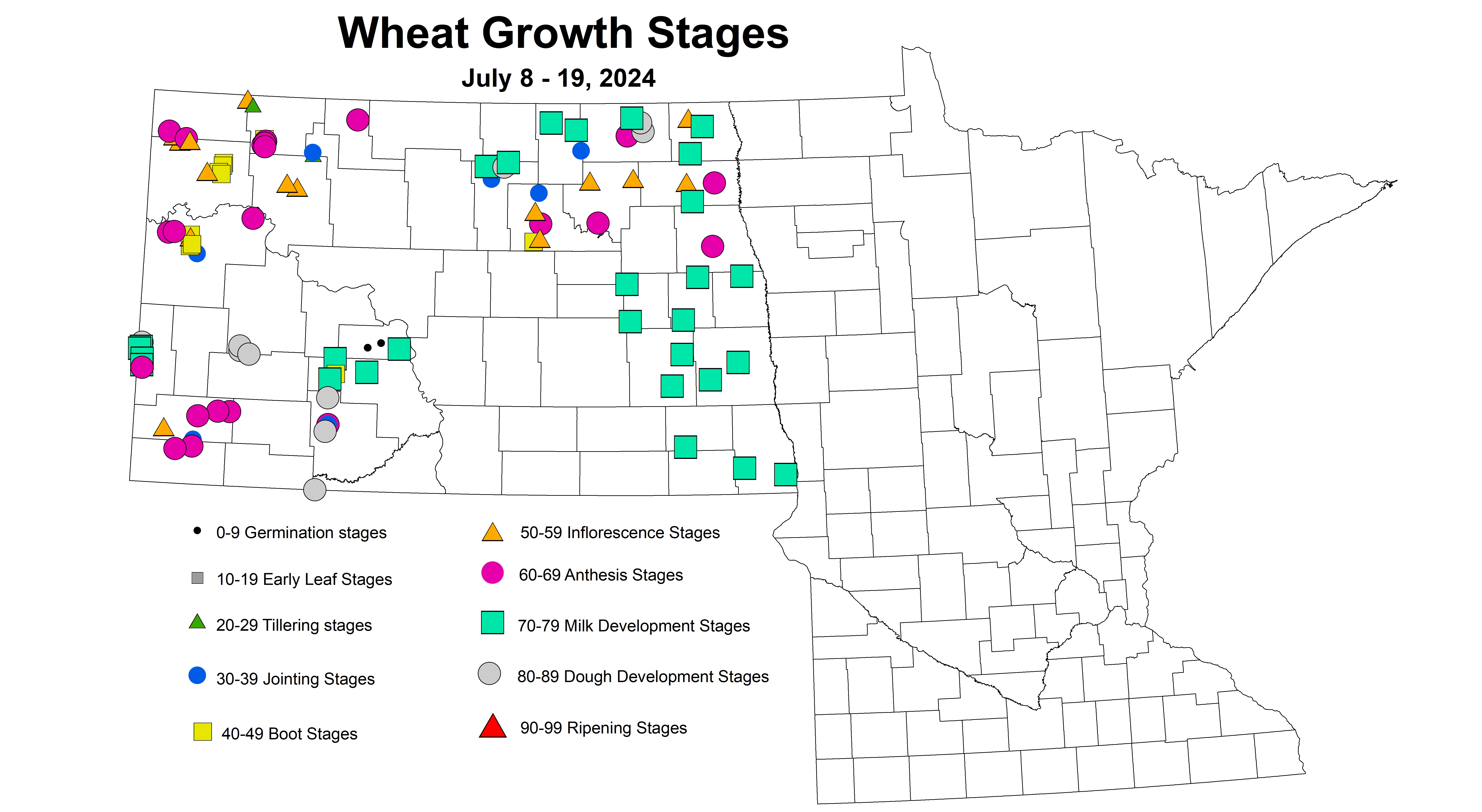 wheat growth stages 7.8-7.19 2024