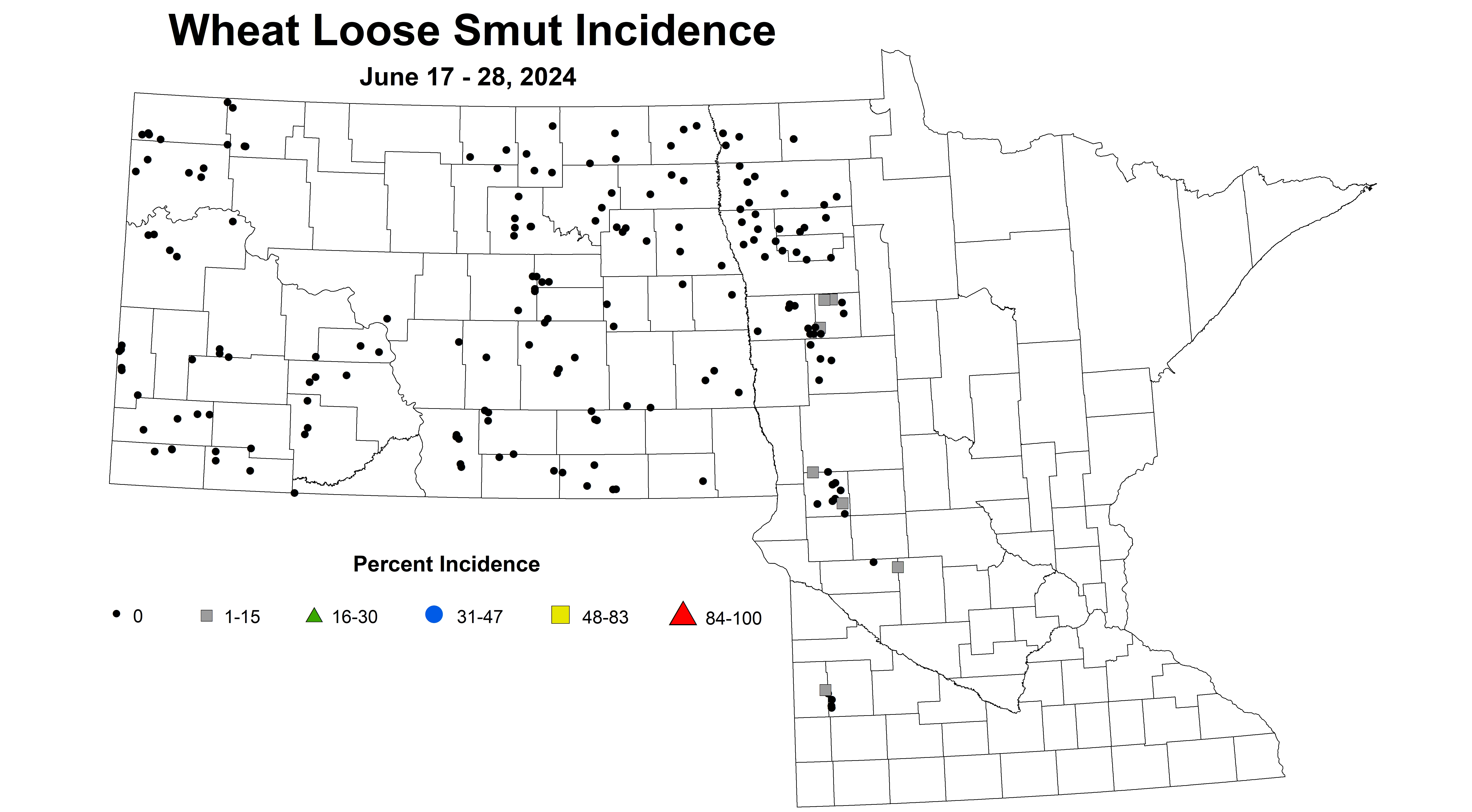 wheat loose smut incidence 2024 6.17-6.28