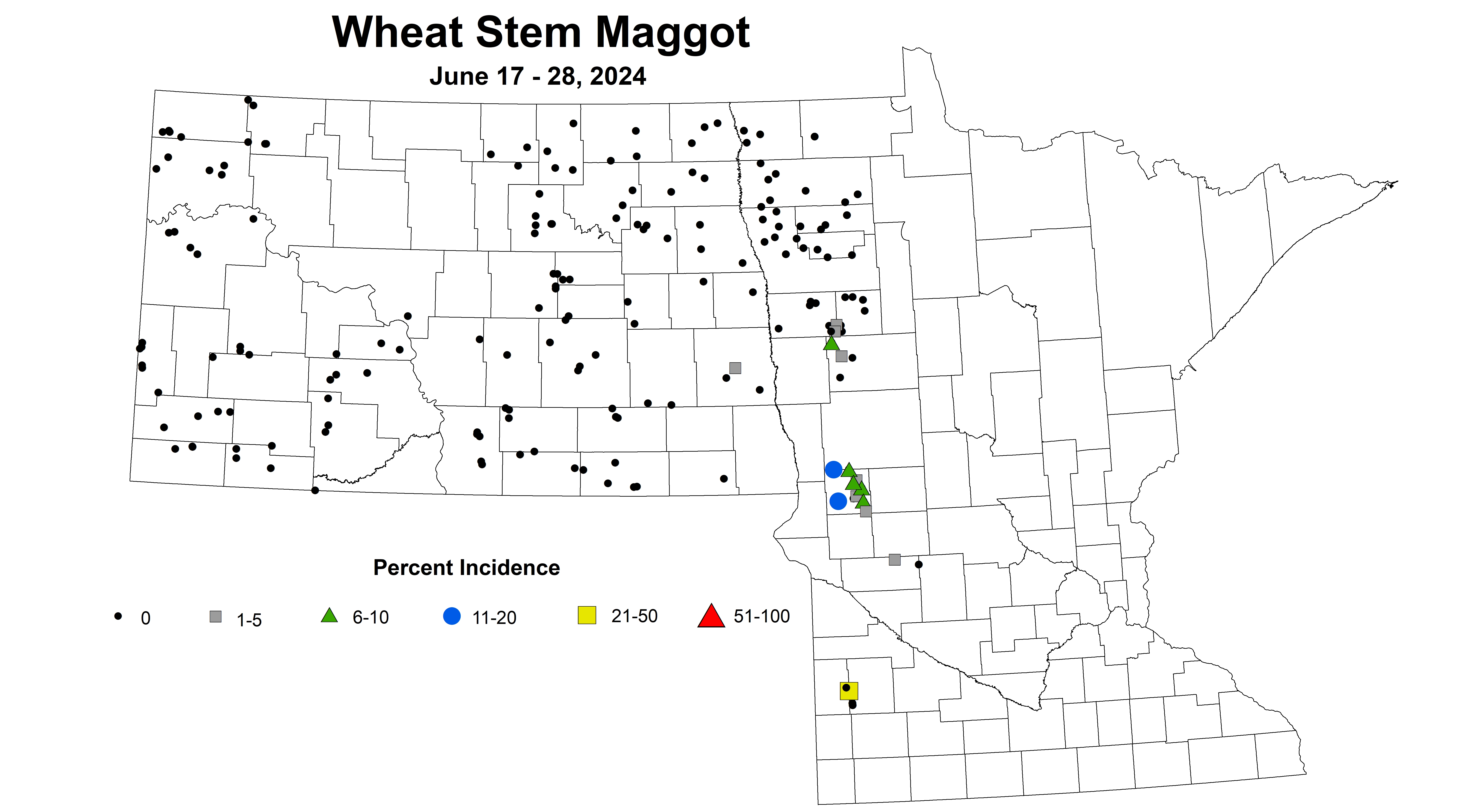 wheat maggot 2024 6.17-6.28