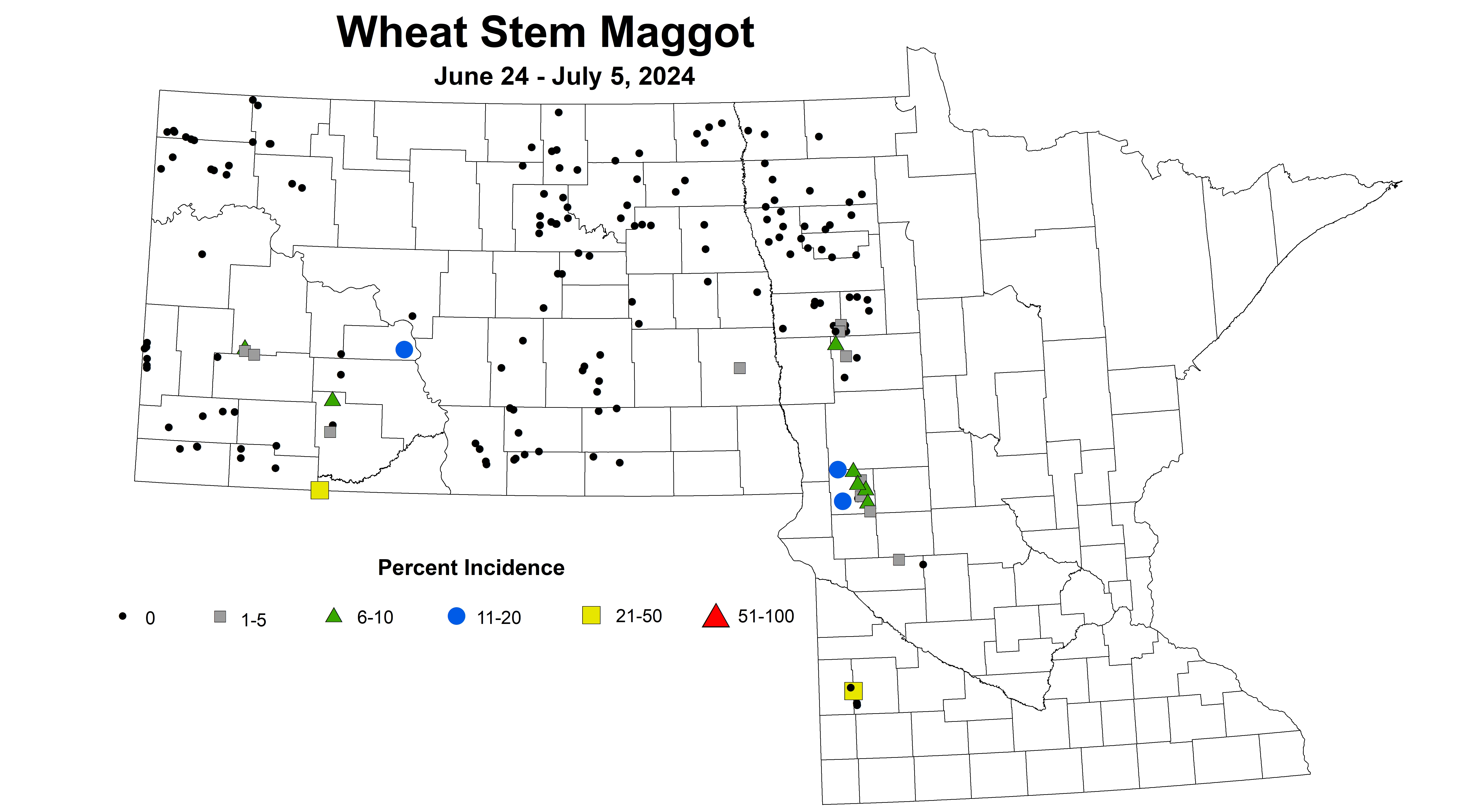 wheat maggot 2024 6.24-7.5