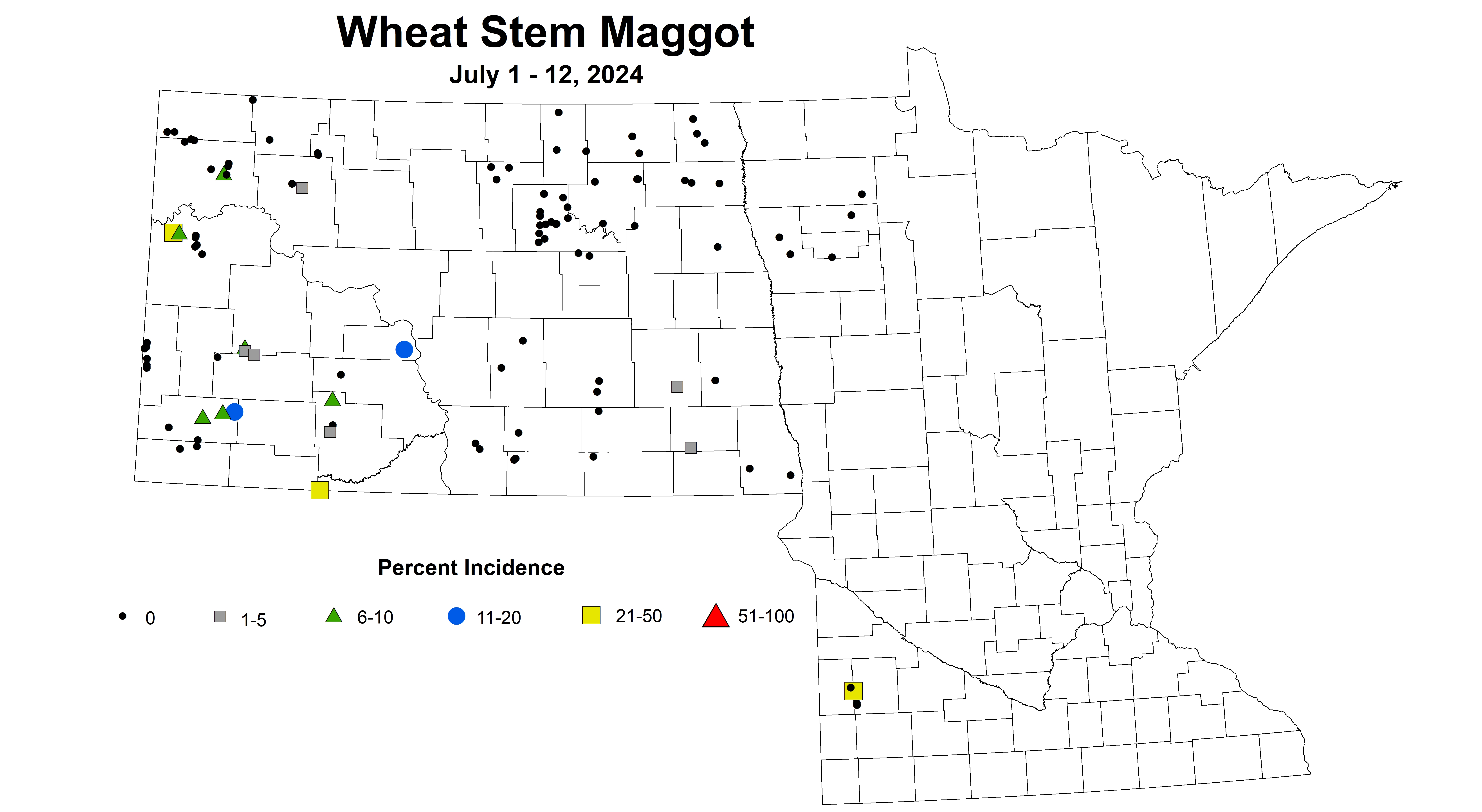 wheat maggot 2024 7.1-7.12