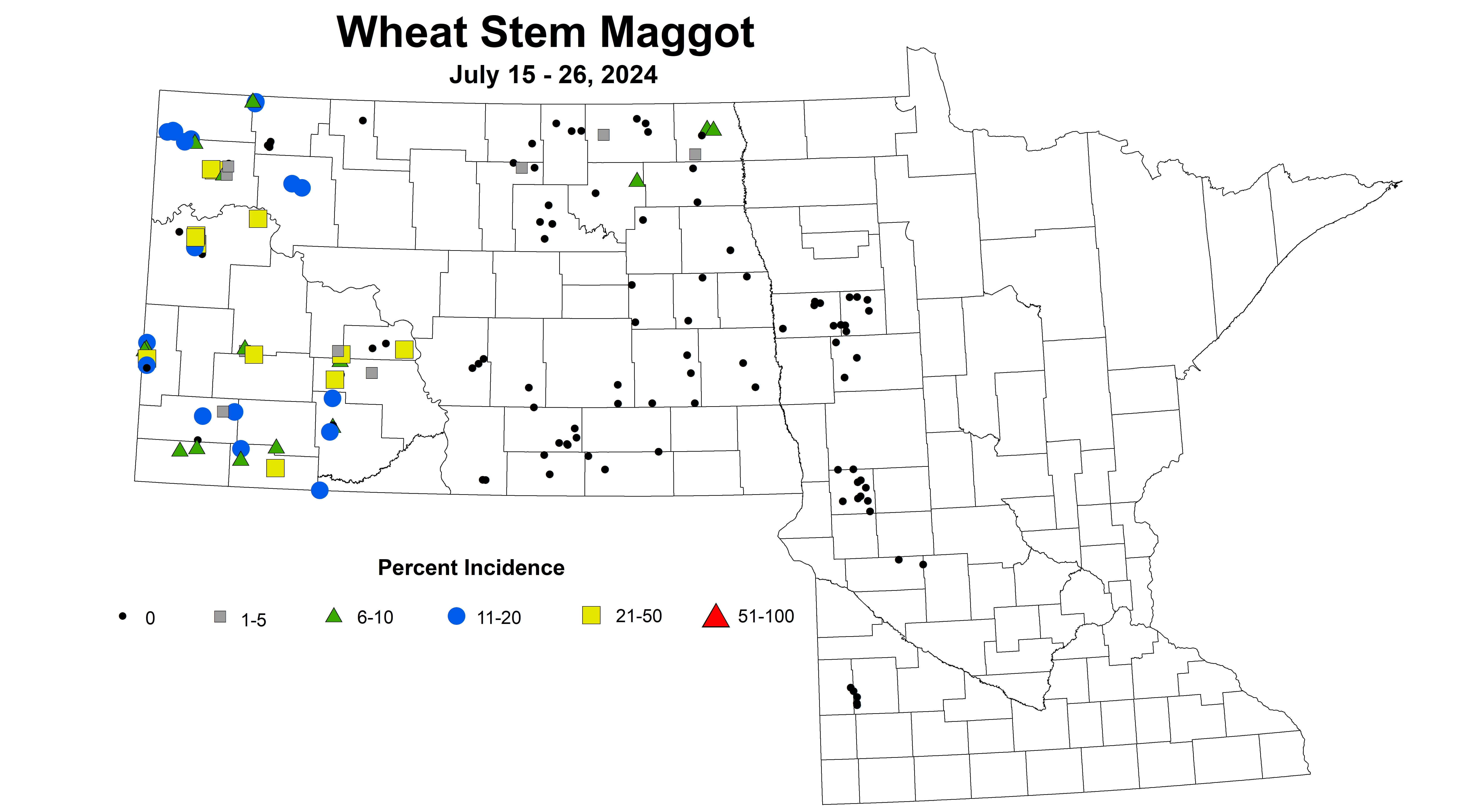 wheat maggot 7.15-7.26 2024