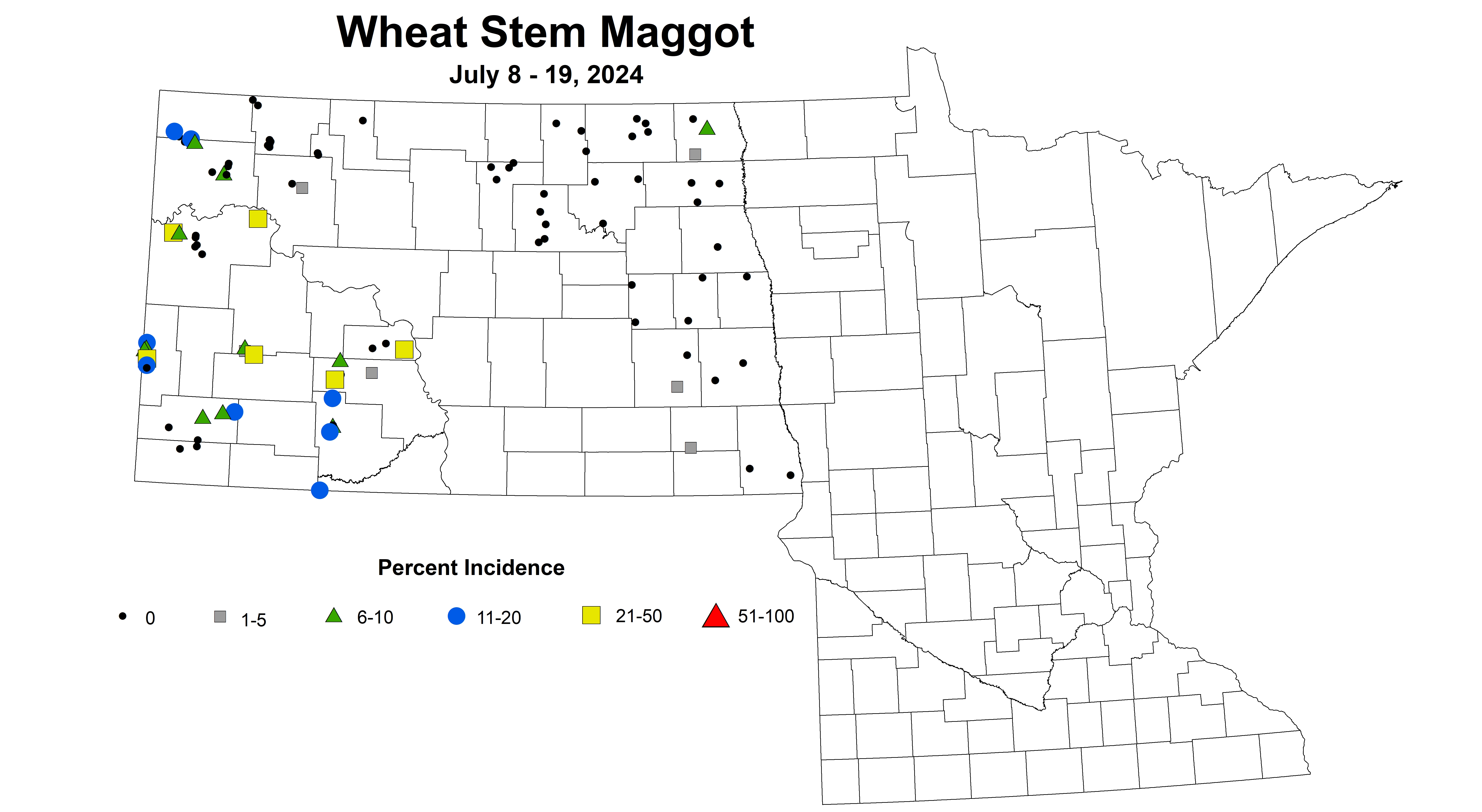 wheat maggot 7.8-7.19 2024