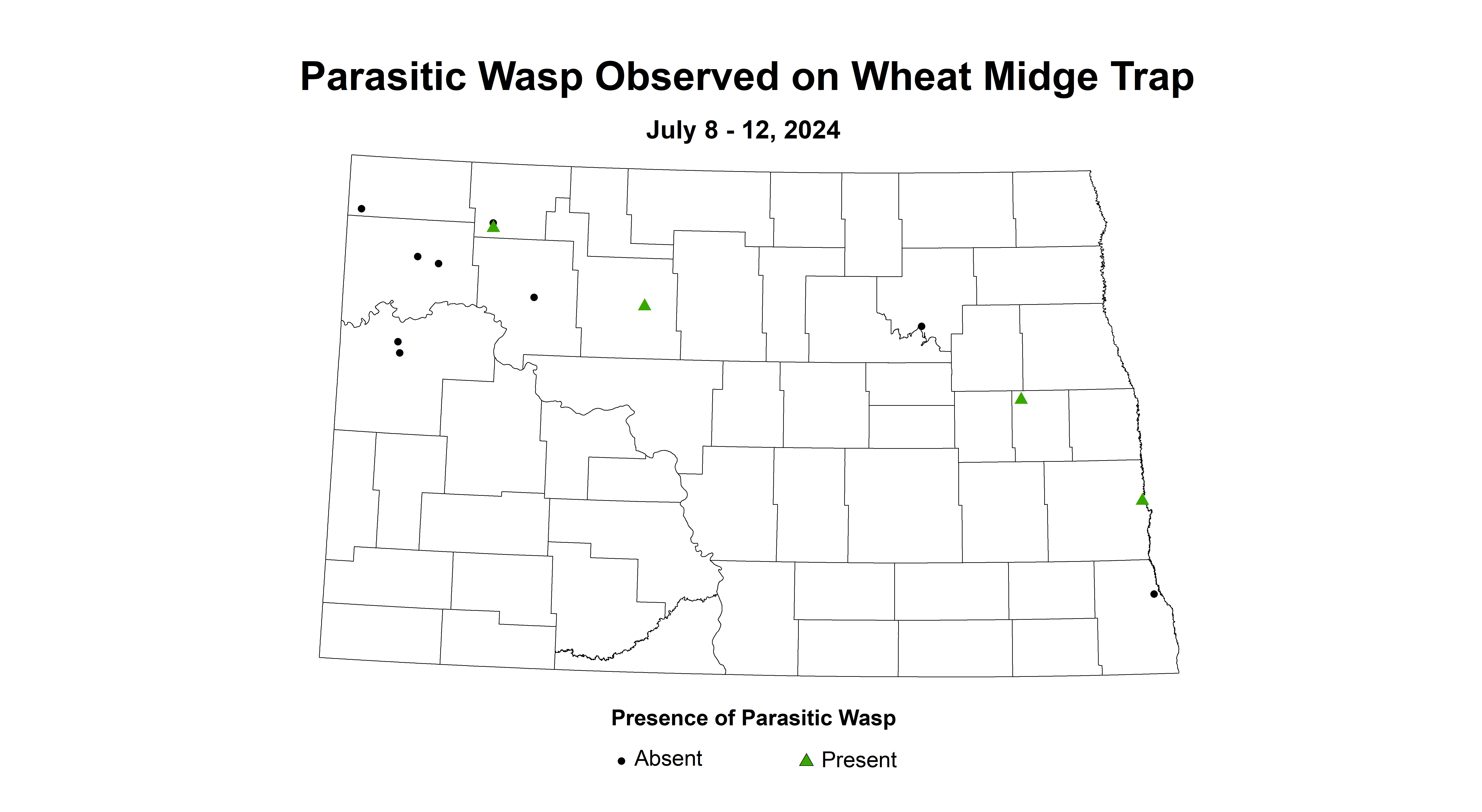 wheat midge trap parasitic wasp July 8 - 12 2024