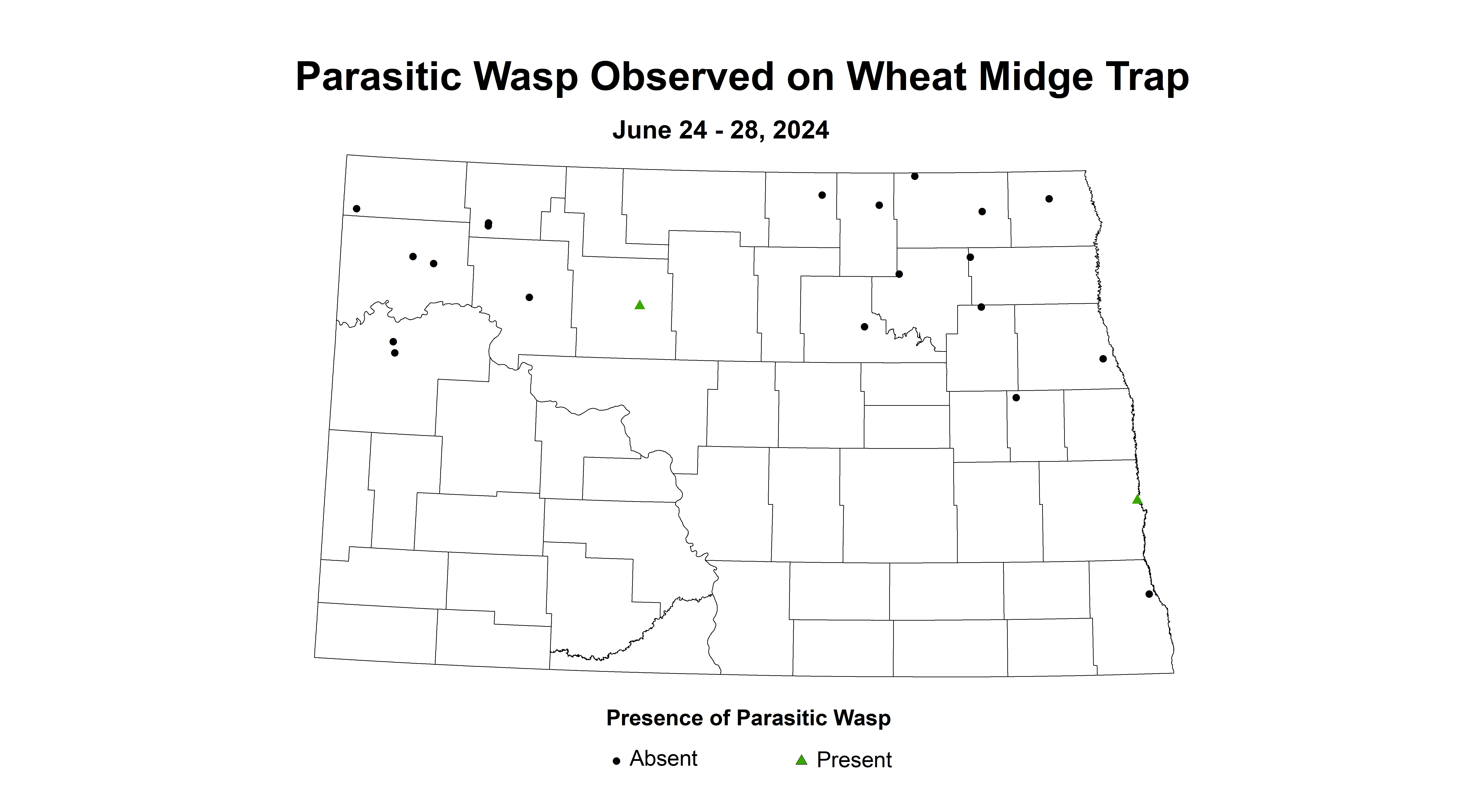 wheat midge trap parasitic wasp June 24-28 2024