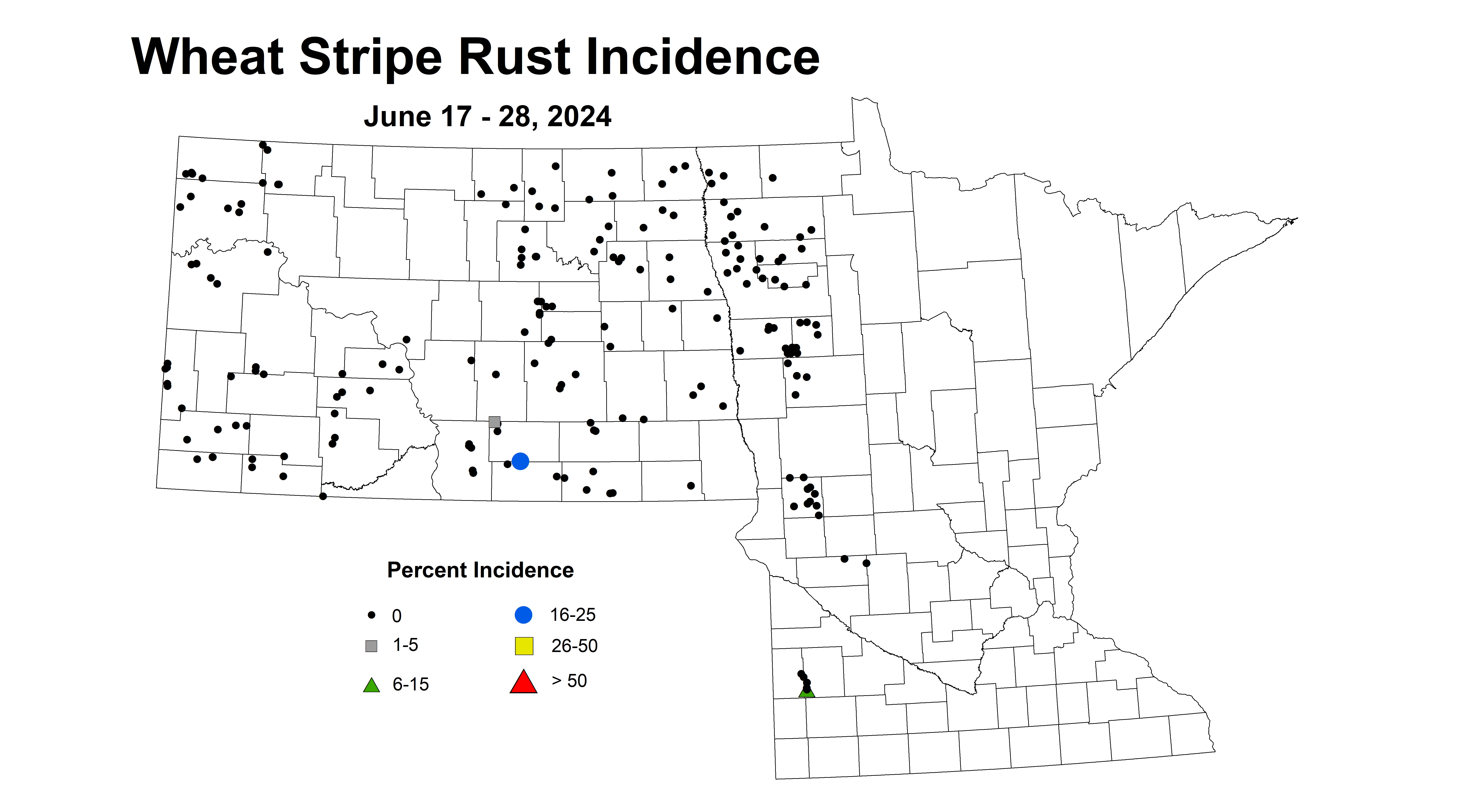 wheat stripe rust incidence 2024 6.17-6.28