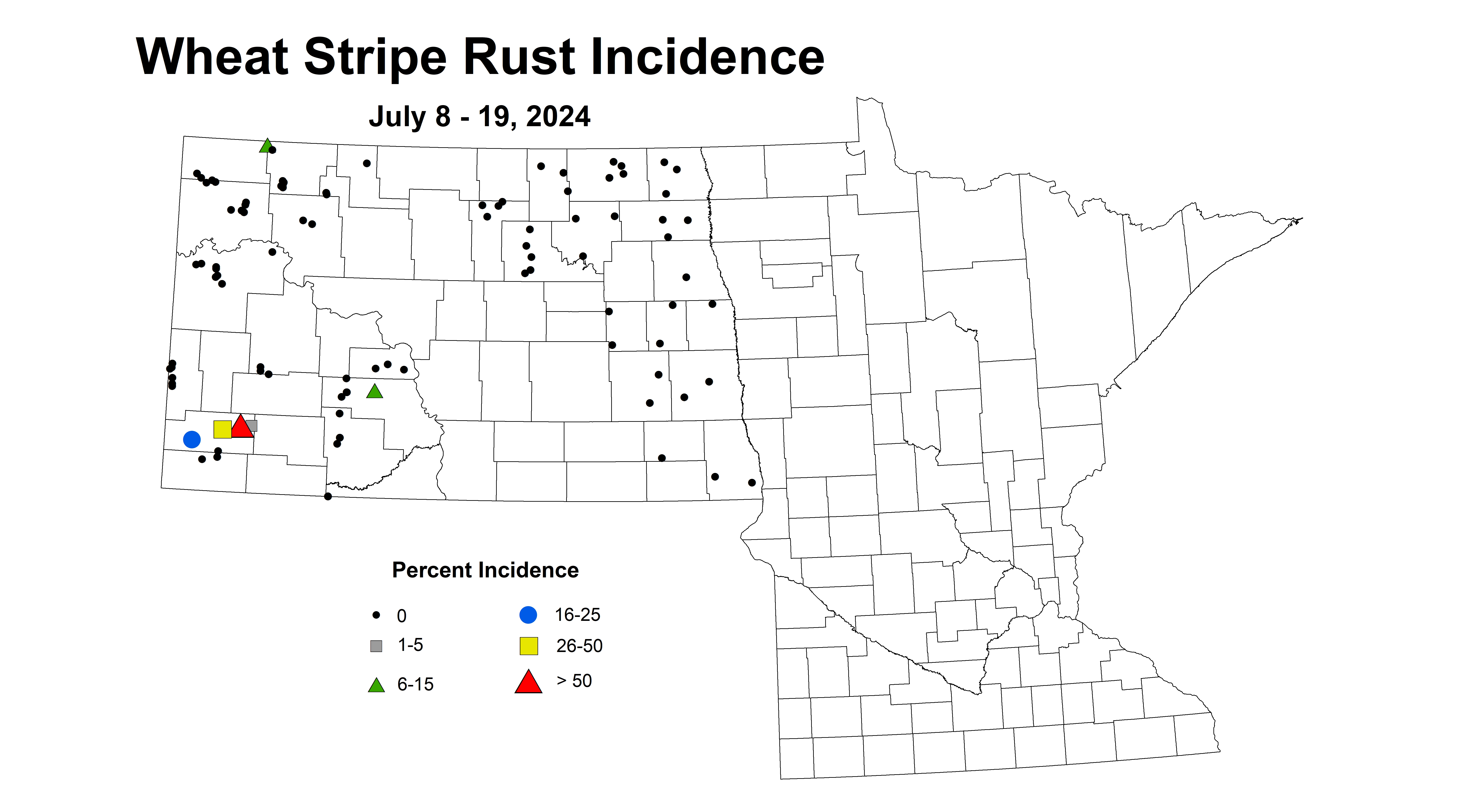 wheat stripe rust incidence 7.8-7.19 2024