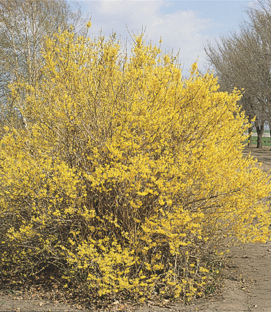 Meadowlark Forsythia 