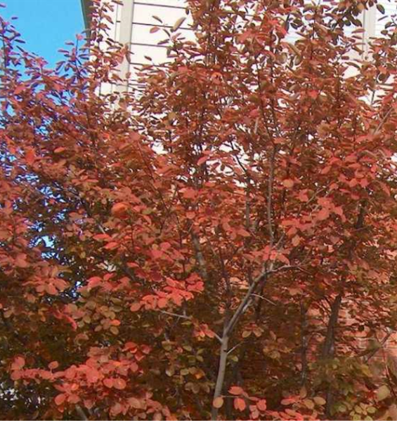 Allegheny Serviceberry