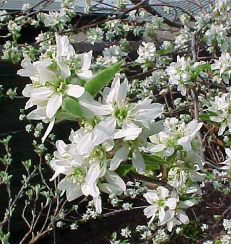 Allegheny Serviceberry