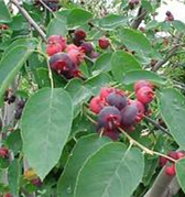 Allegheny Serviceberry