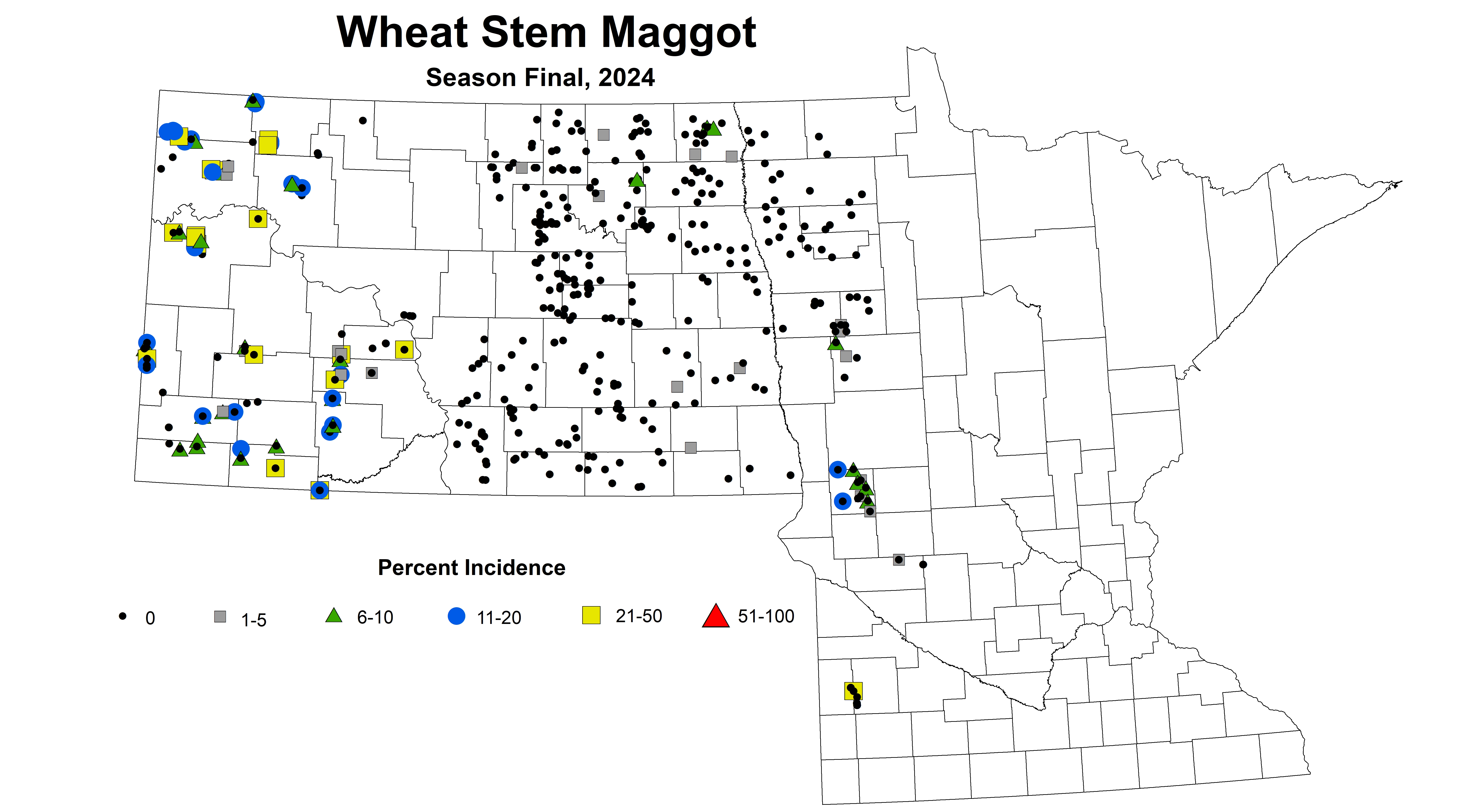 Wheat maggot Season Final 2024