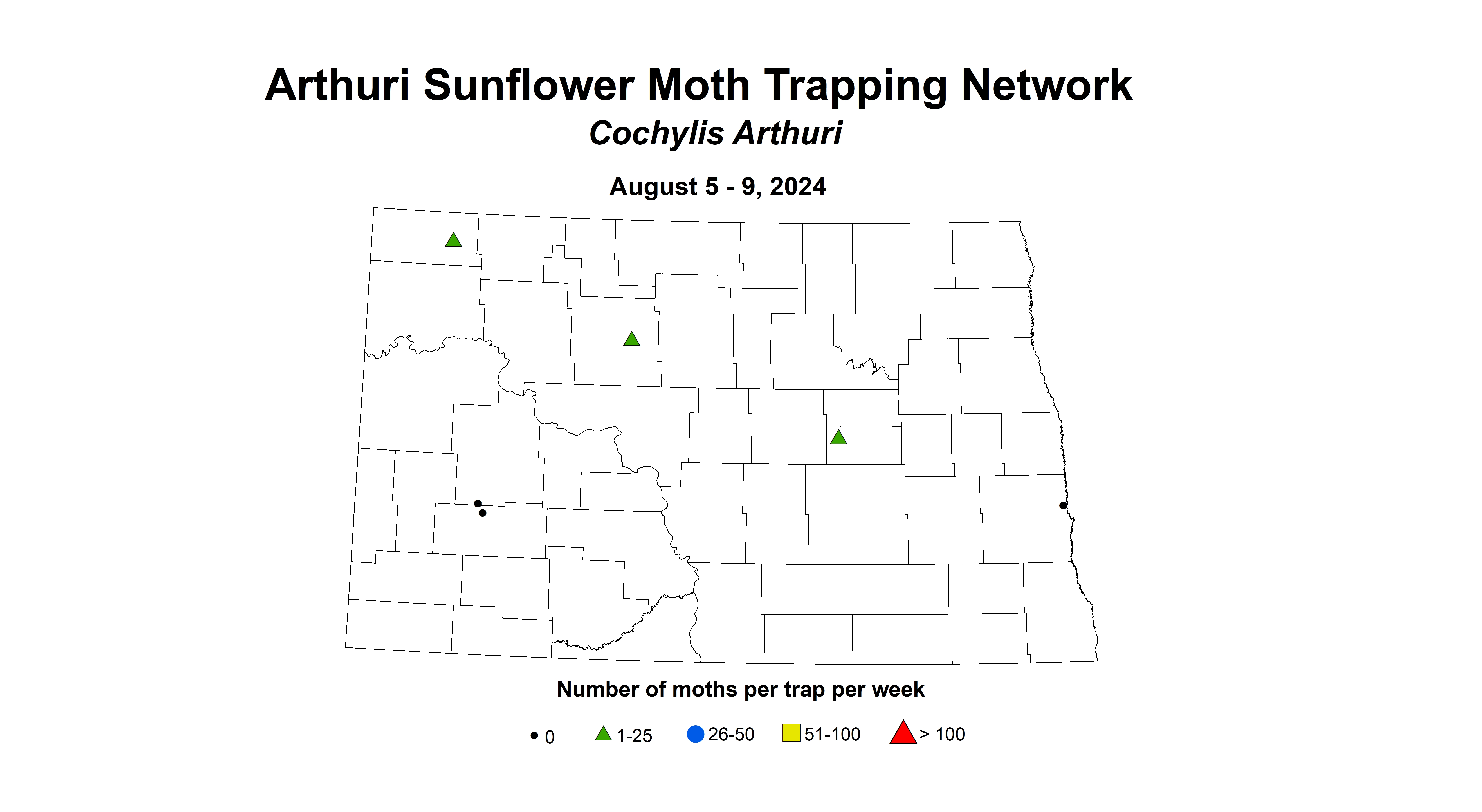 arthuri sunflower moth August 5-9 2024