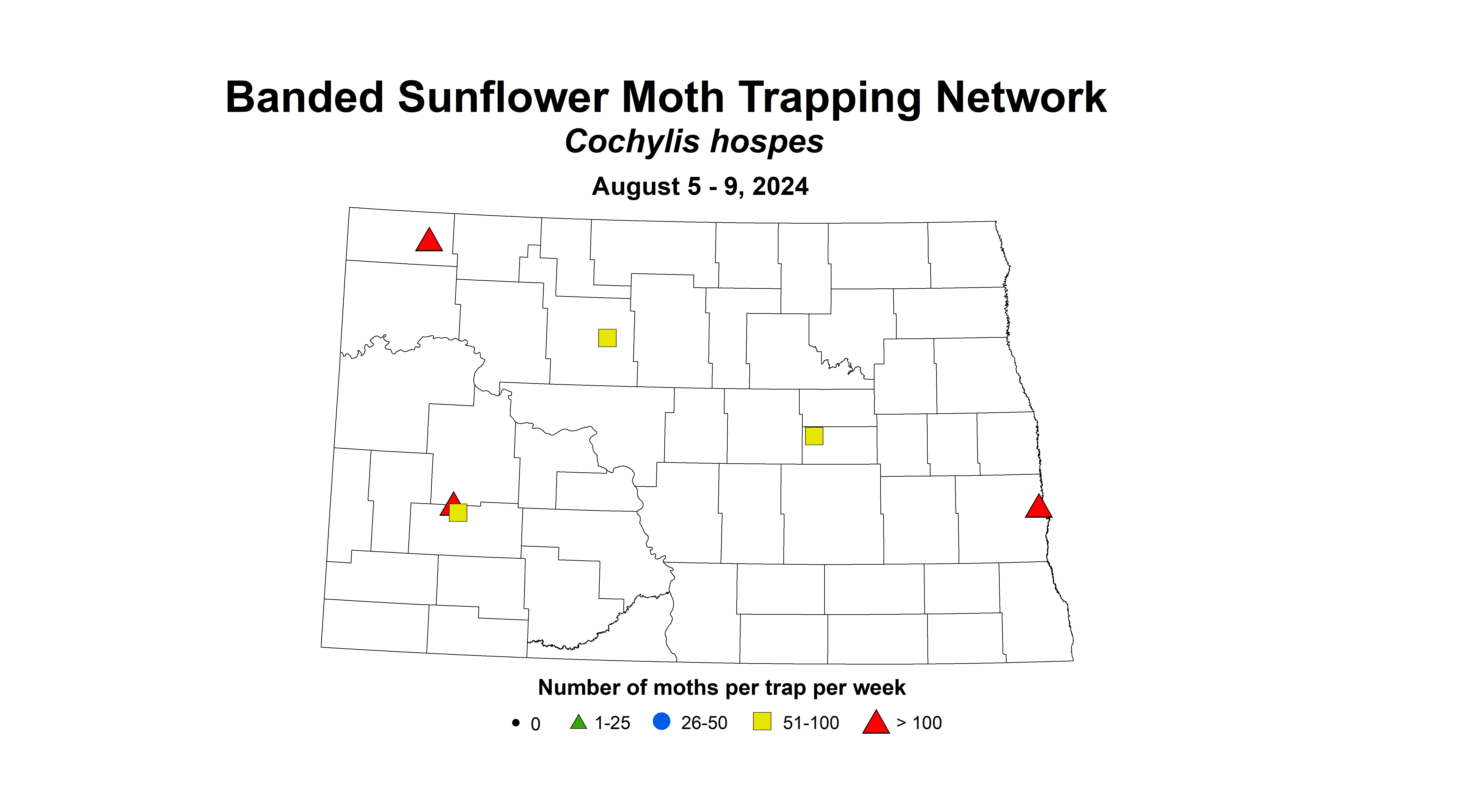 banded sunflower moth August 5-9 2024