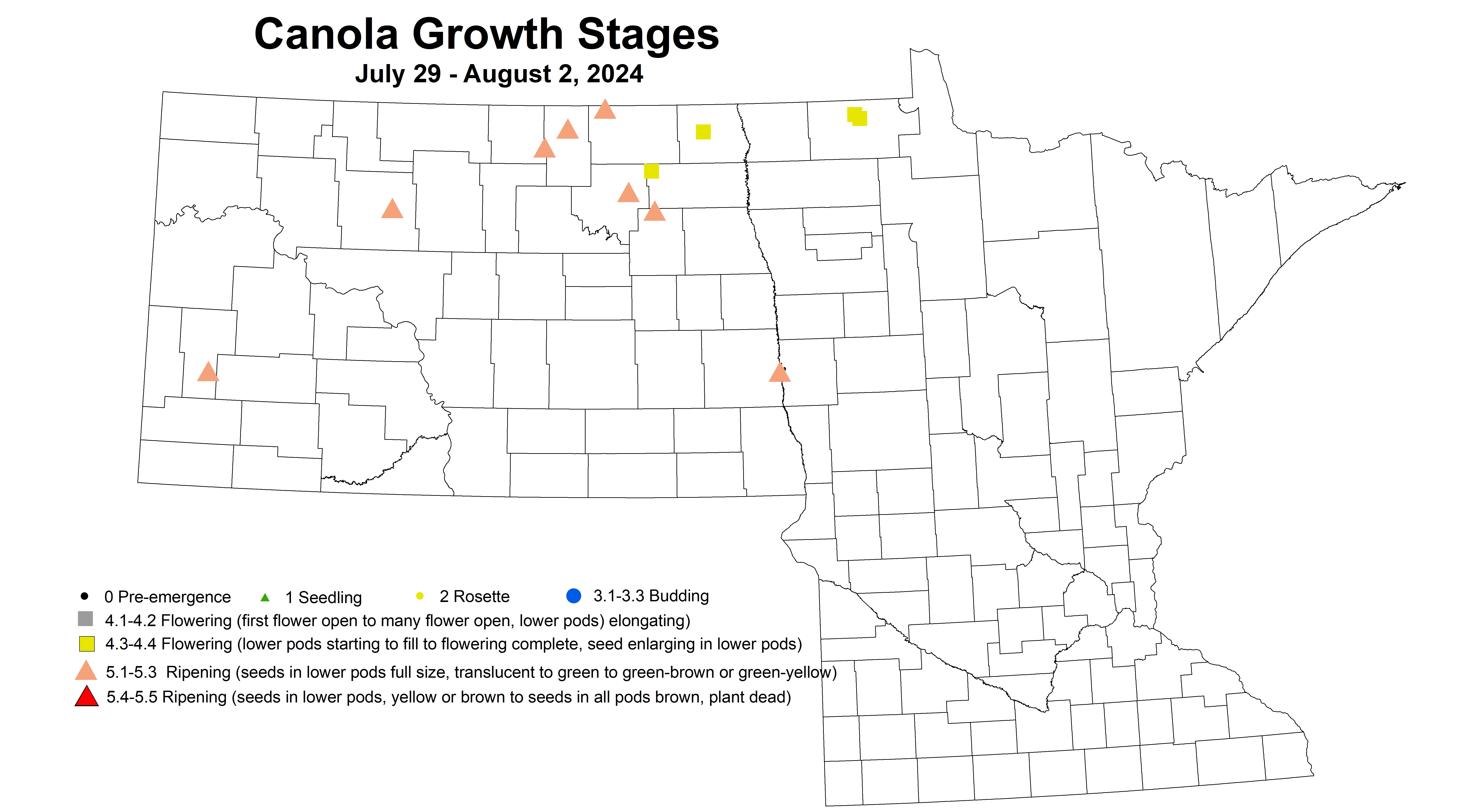 canola growth stages 7.29-8.2 2024