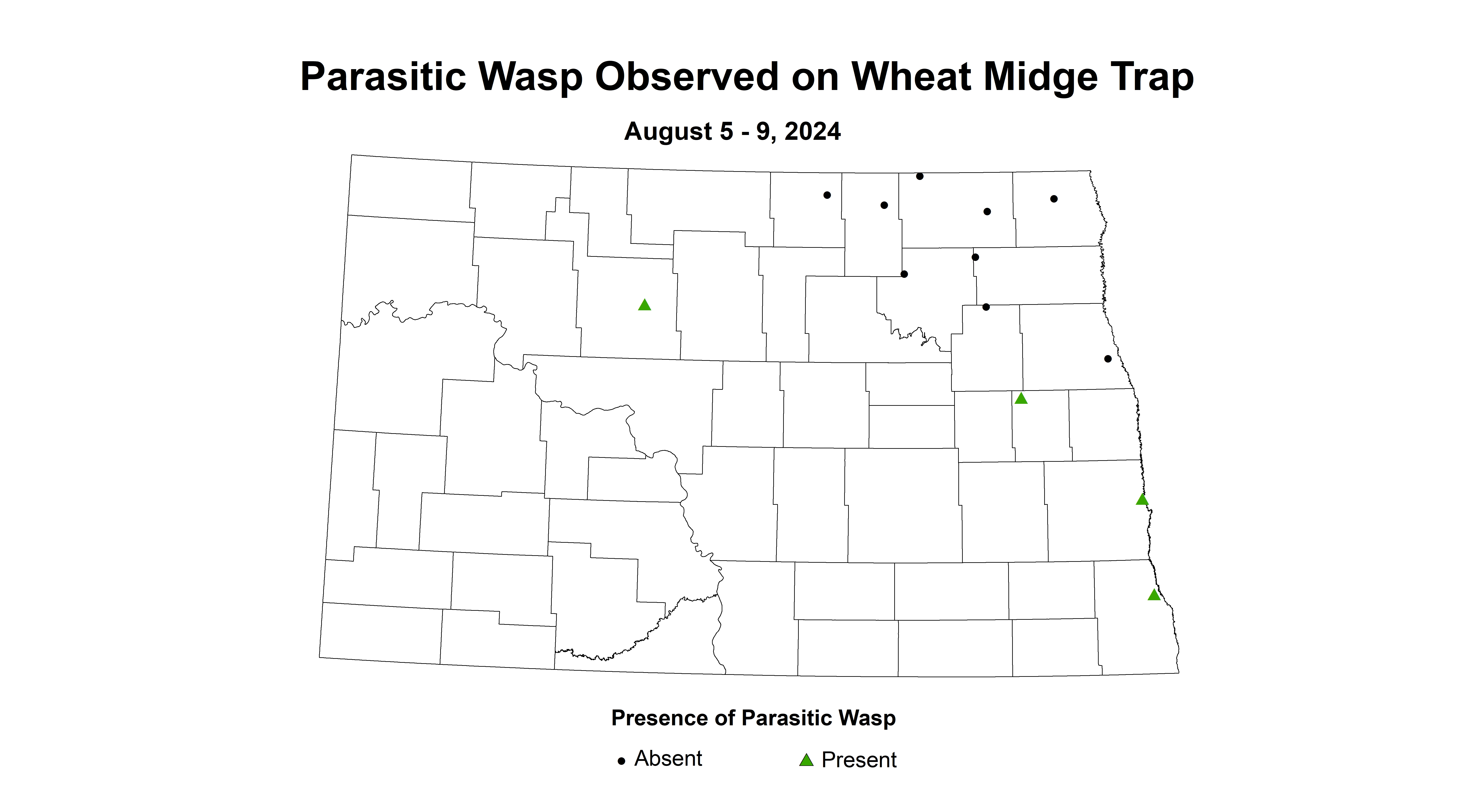 parasitic wasp August 5 - 9 2024