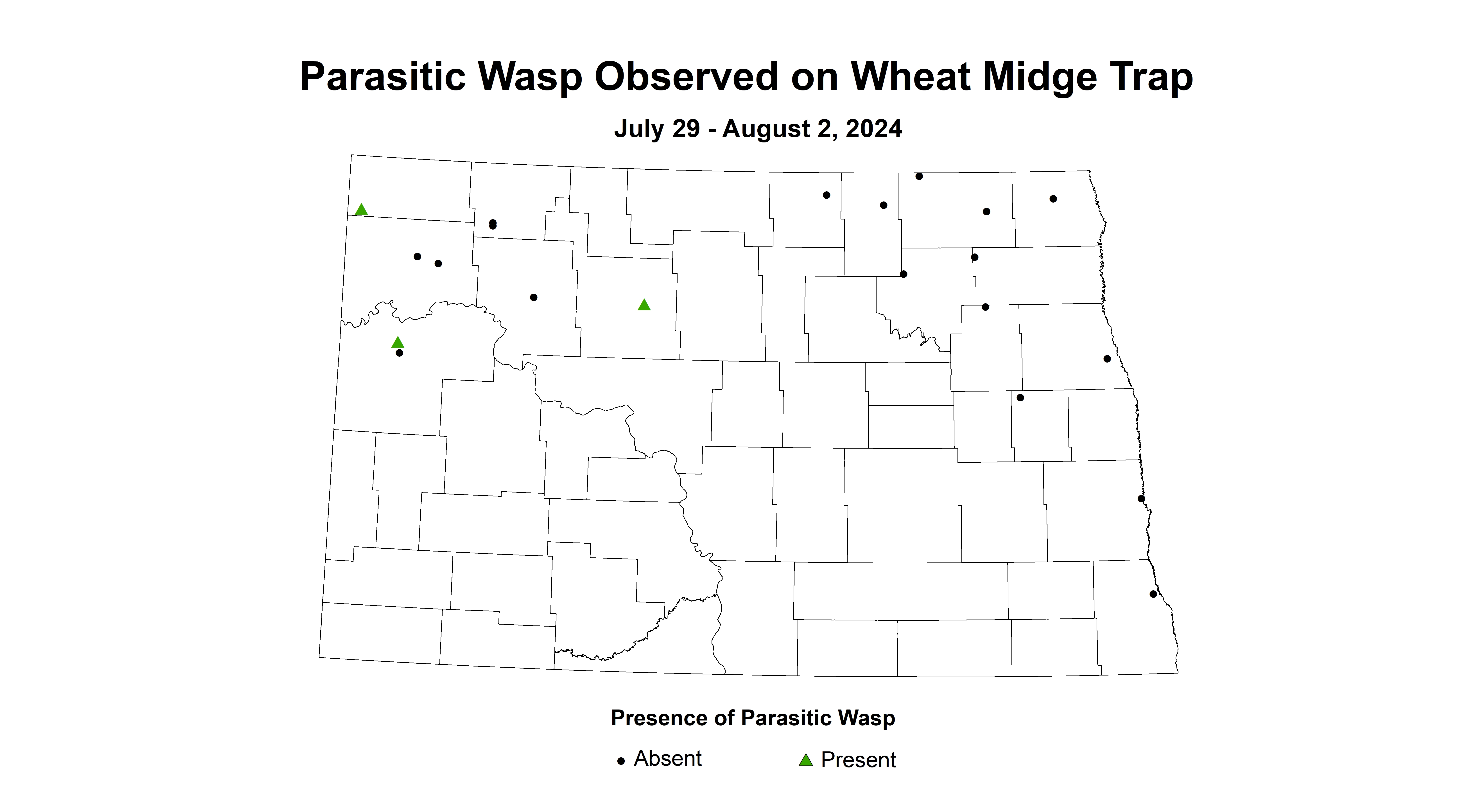 parasitic wasp wheat midge trap July 29 - August 2 2024