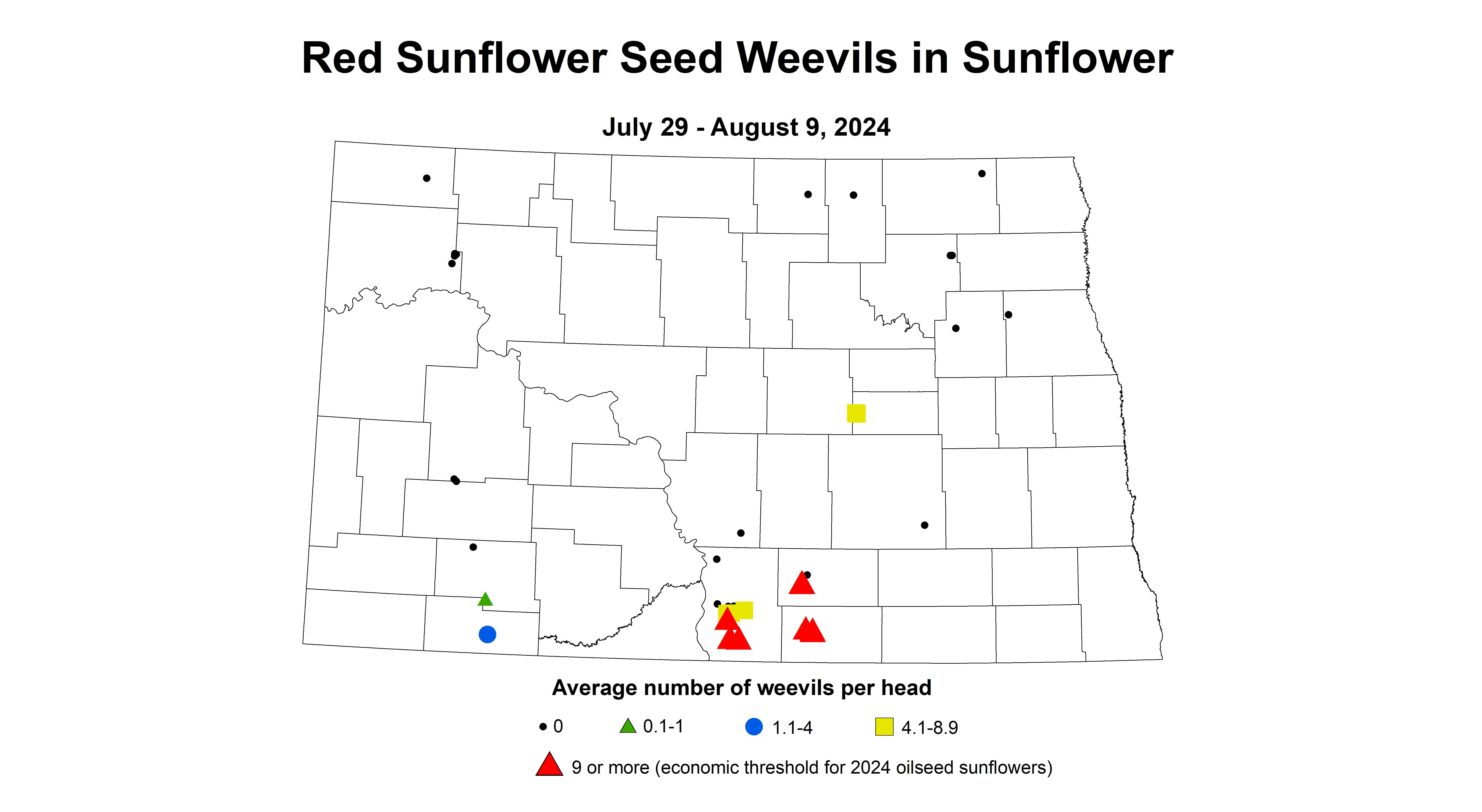 updated red sunflower seed weevils July 29 - August 9 2024