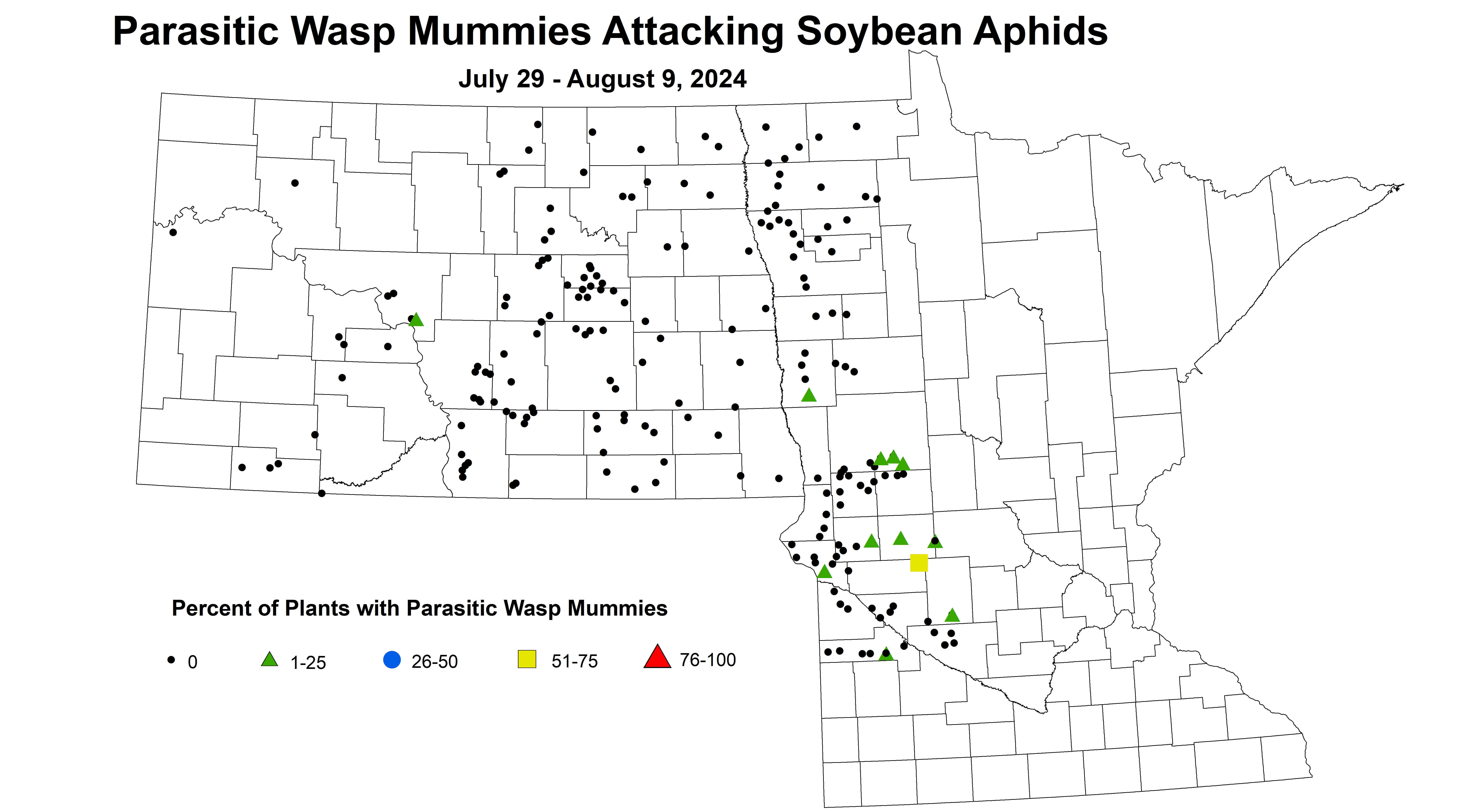 soybean parasitic wasp mummies July 29 - August 9 2024