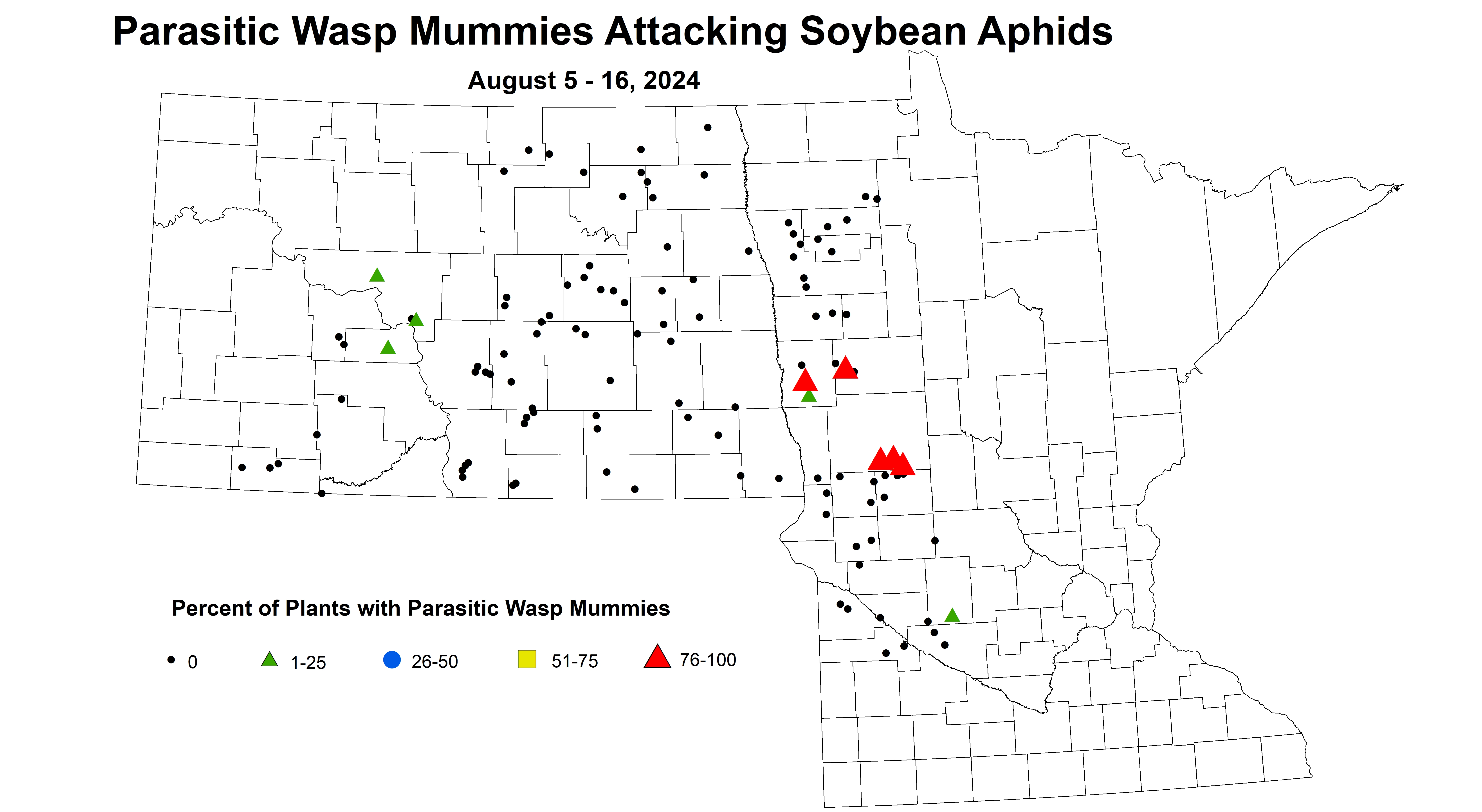 soybean wasp mummies August 5-16 2024