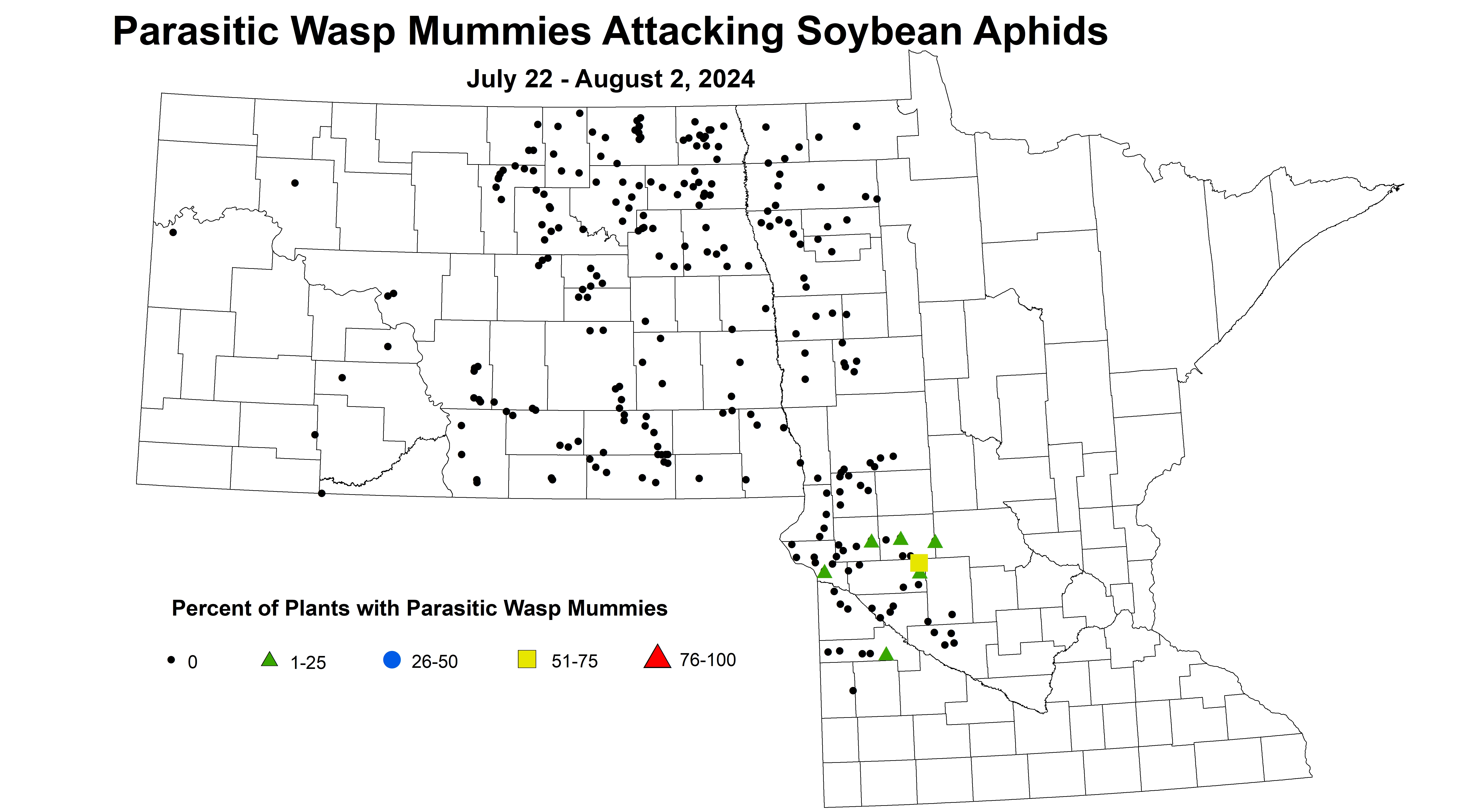 soybean wasp mummies July 22 - August 2 2024