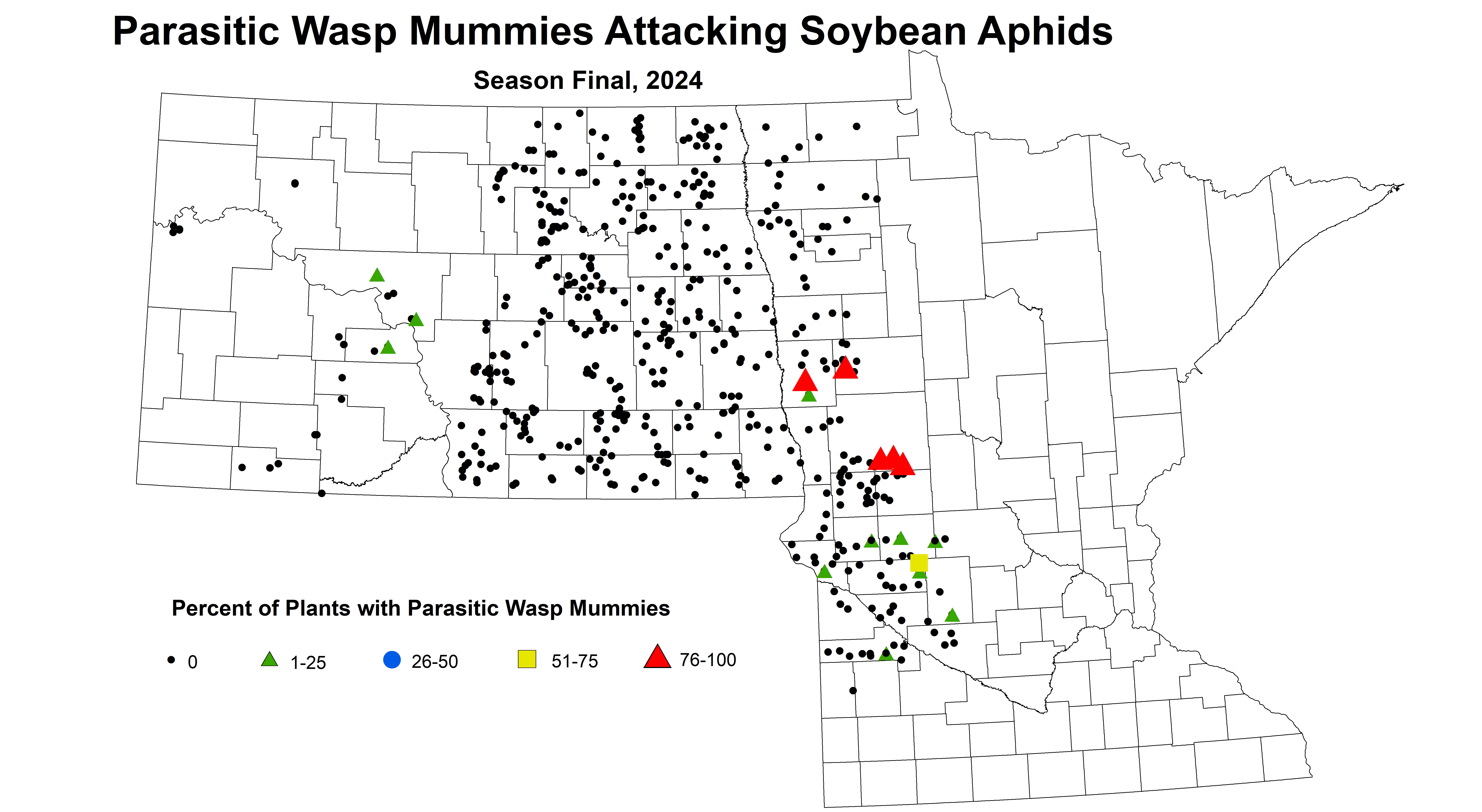 soybean wasp mummies season final 2024